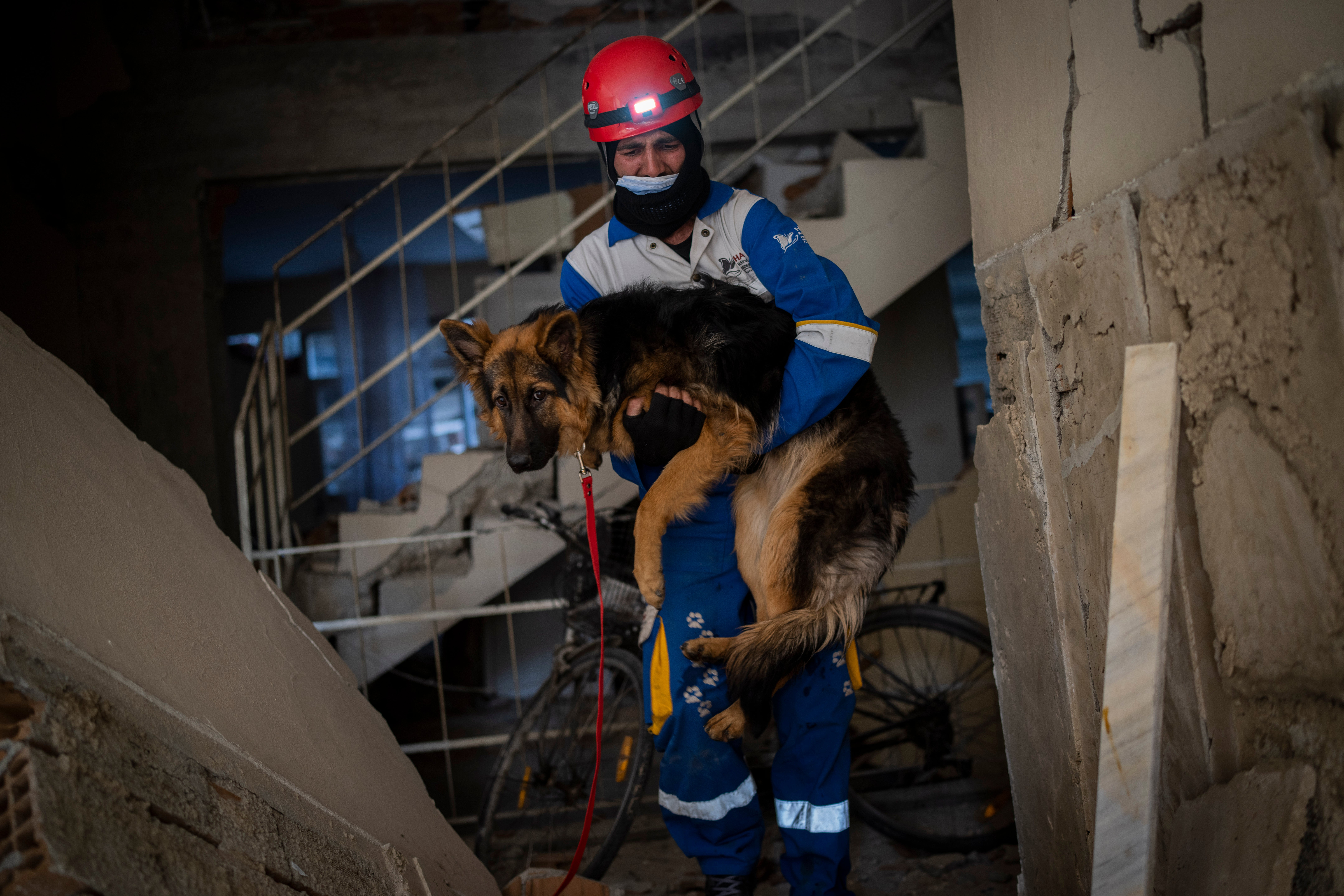 Turkey Syria Earthquake Animal Rescues
