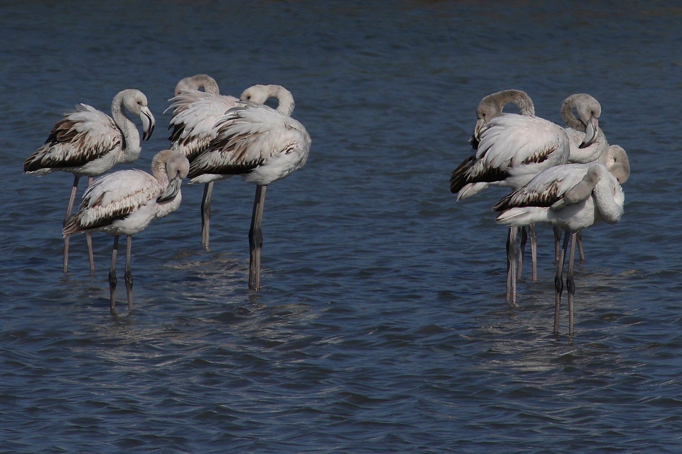 Albania New Airport Ecosystem