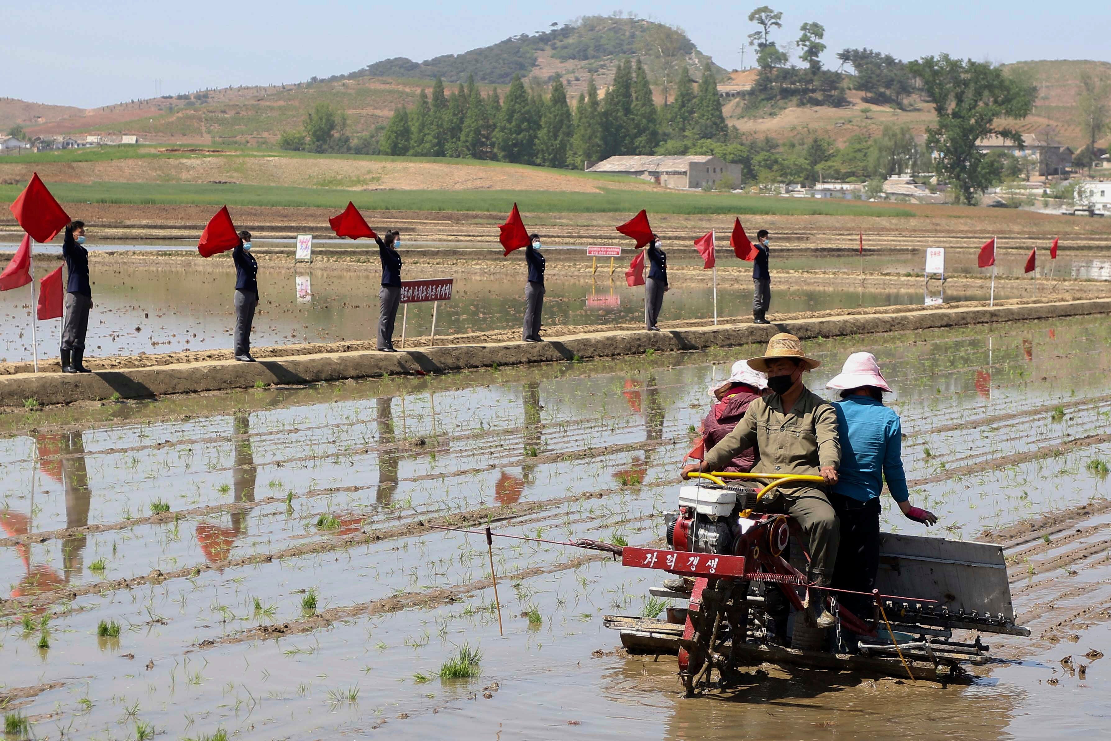 File Farmers plant rice using rice seedling transplanter at Chongsan Cooperative Farm in Kangso District, Nampho, North Korea in 2022