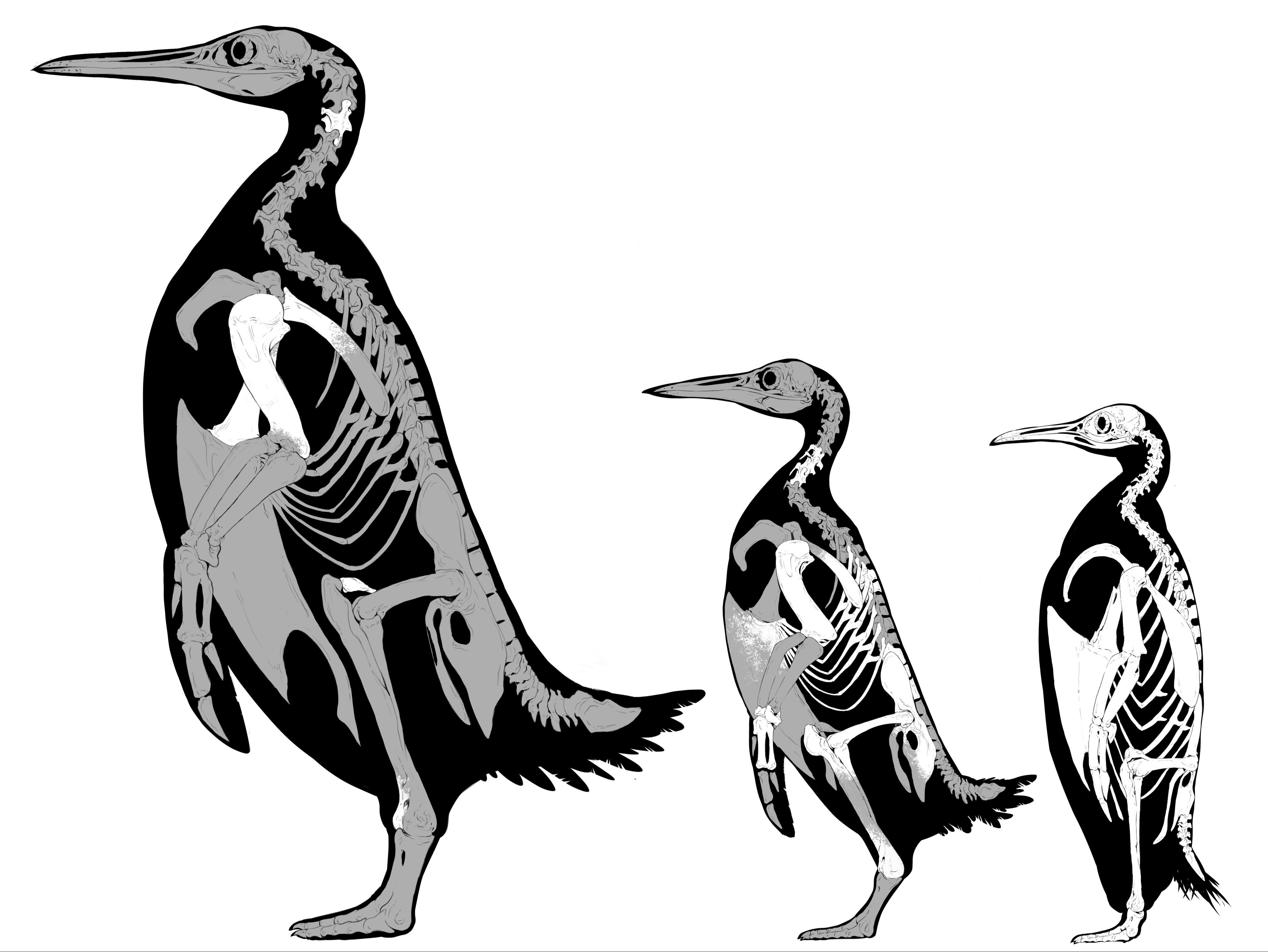 Skeletal illustrations of Kumimanu fordycei, Petradyptes stonehousei, and a modern emperor penguin