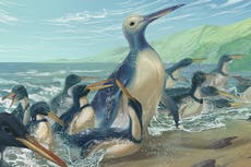 Ancient ‘monster penguin’ is largest ever discovered and weighed as much as a gorilla
