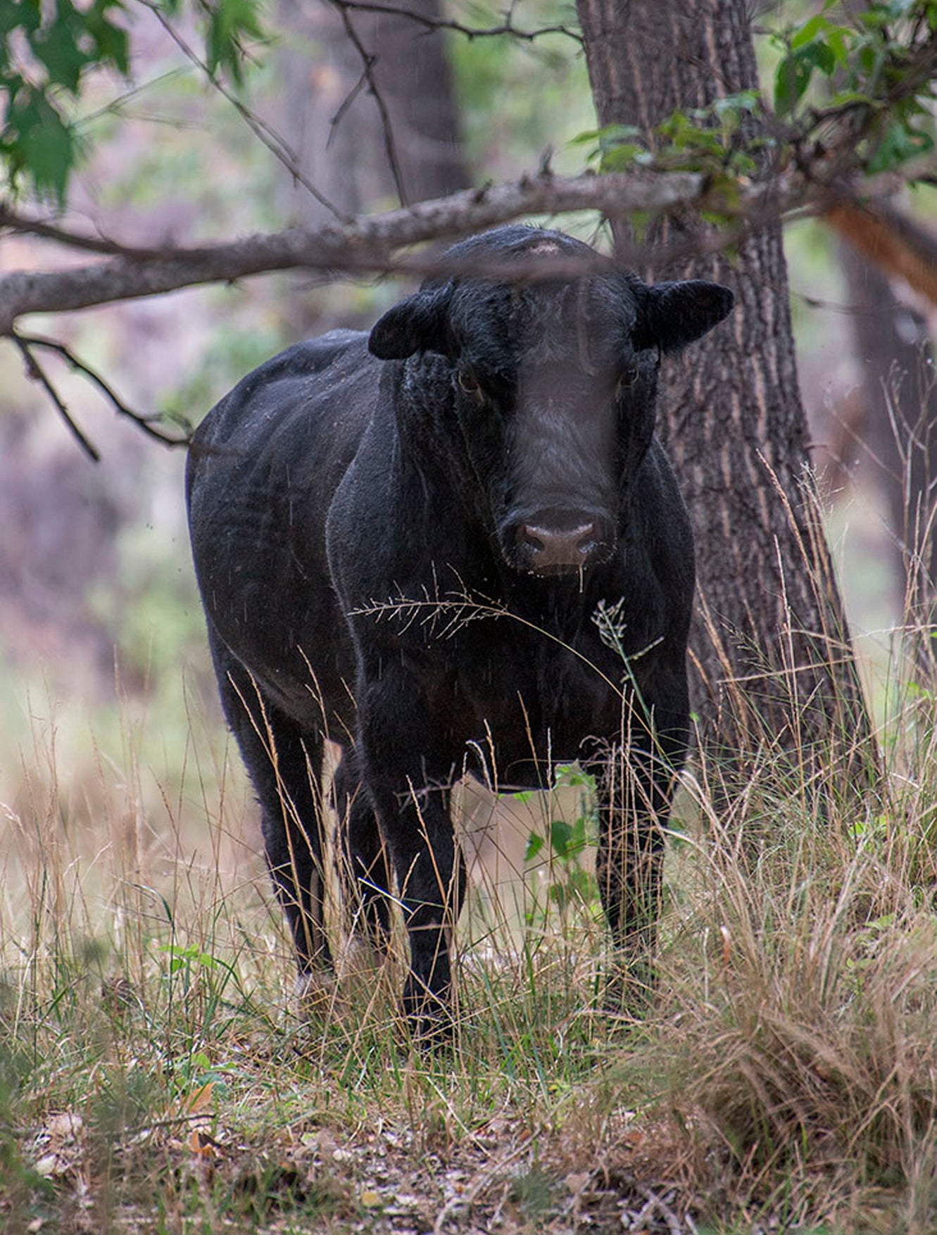 National Forest-Feral Cows