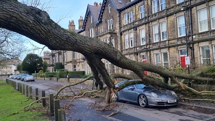 Fallen tree flattens Porsche amid Storm Otto