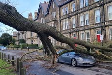 Fallen tree flattens Porsche amid Storm Otto