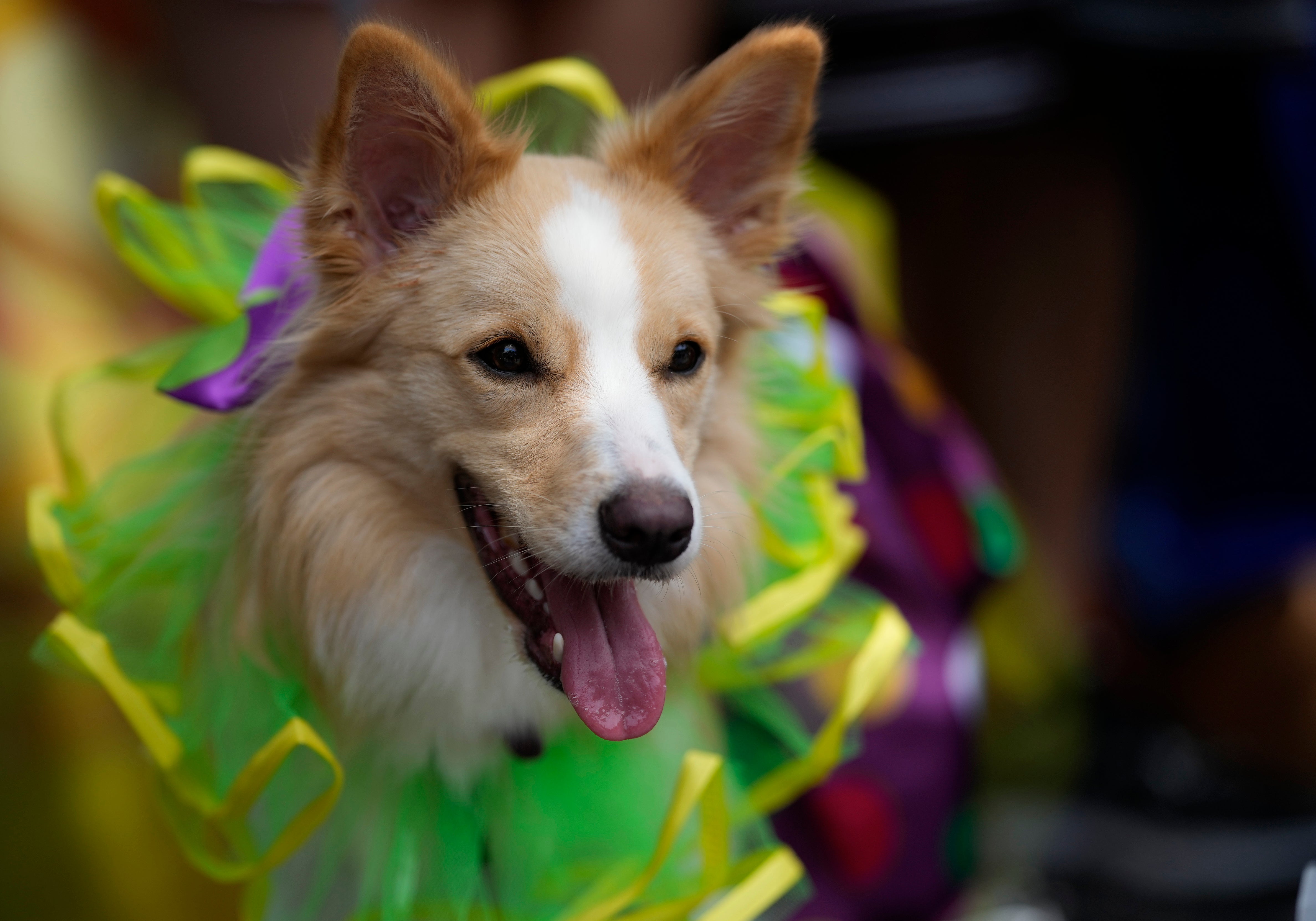 Brazil Carnival Dogs