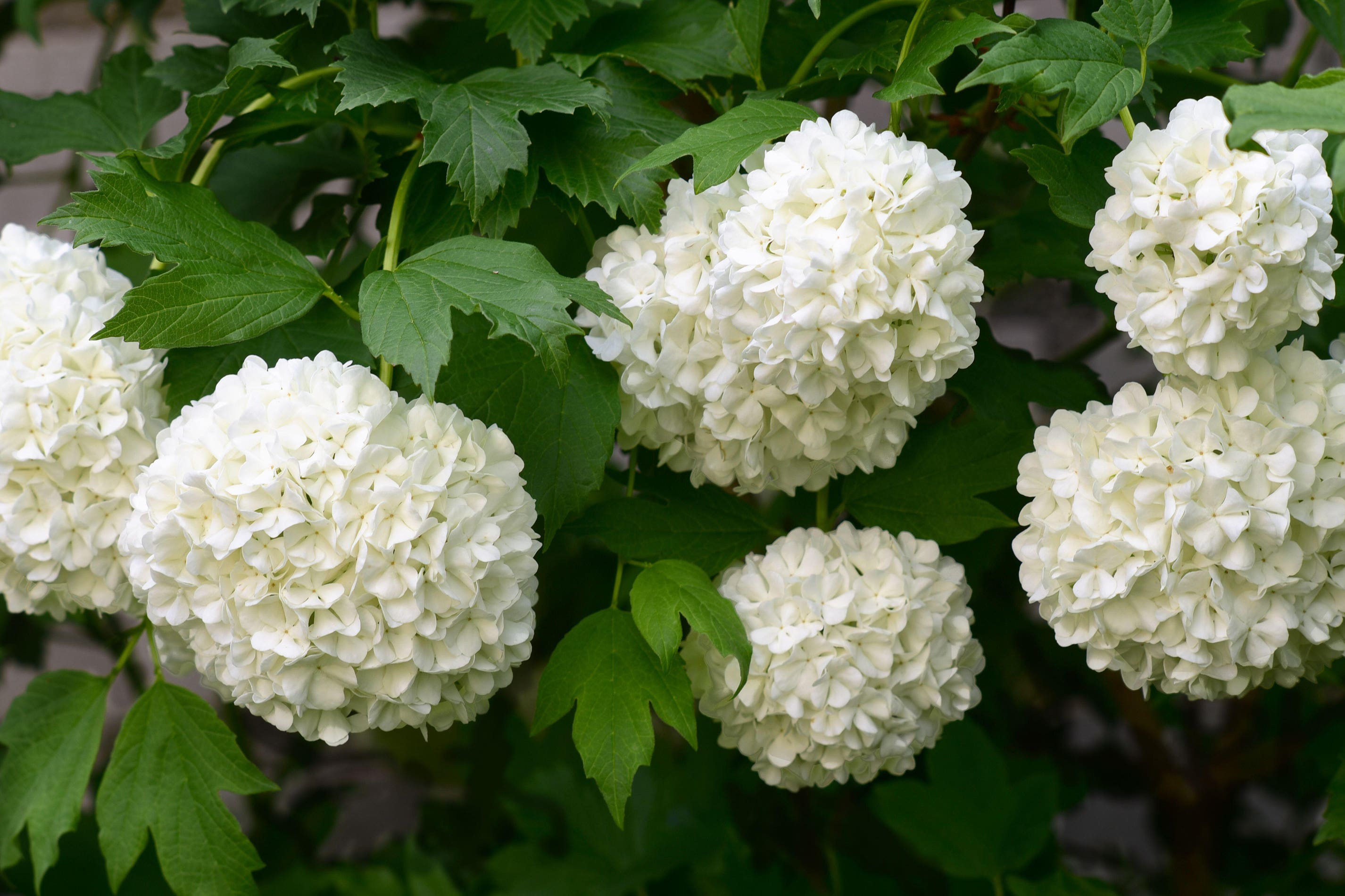 Viburnum opulus ‘Roseum’ (Alamy/PA)