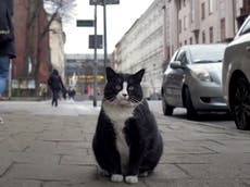 Poland’s hottest tourist attraction is a fat black and white cat named Gacek