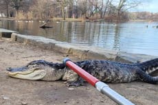 Onlookers stunned as alligator pulled from Brooklyn park pond