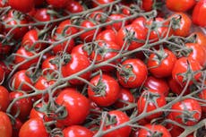 ‘Rare’ tomatoes on sale for £500 as supermarkets shelves run bare