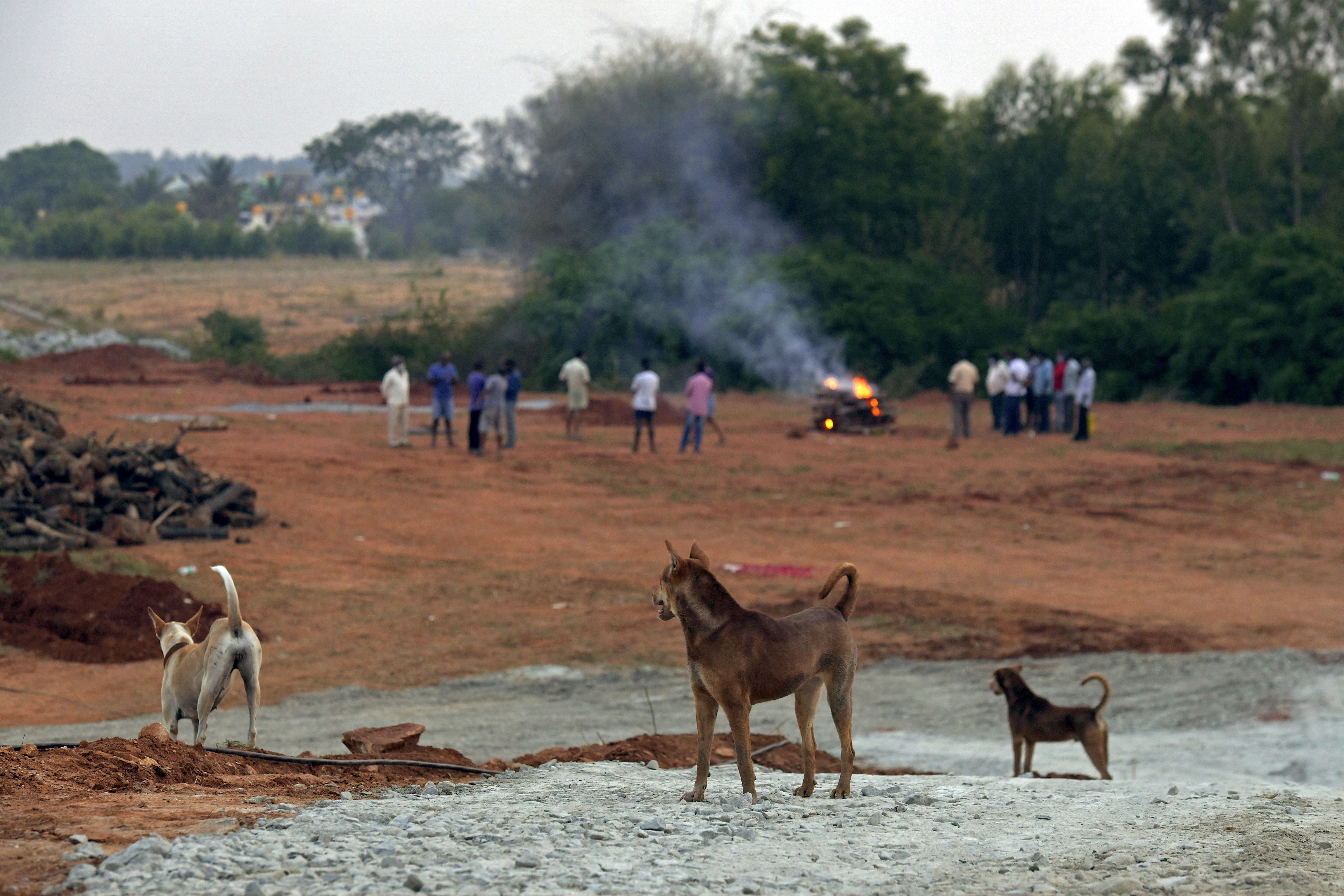 File A pack of dog watches as a family burn pyre of a person in Bangalore, India