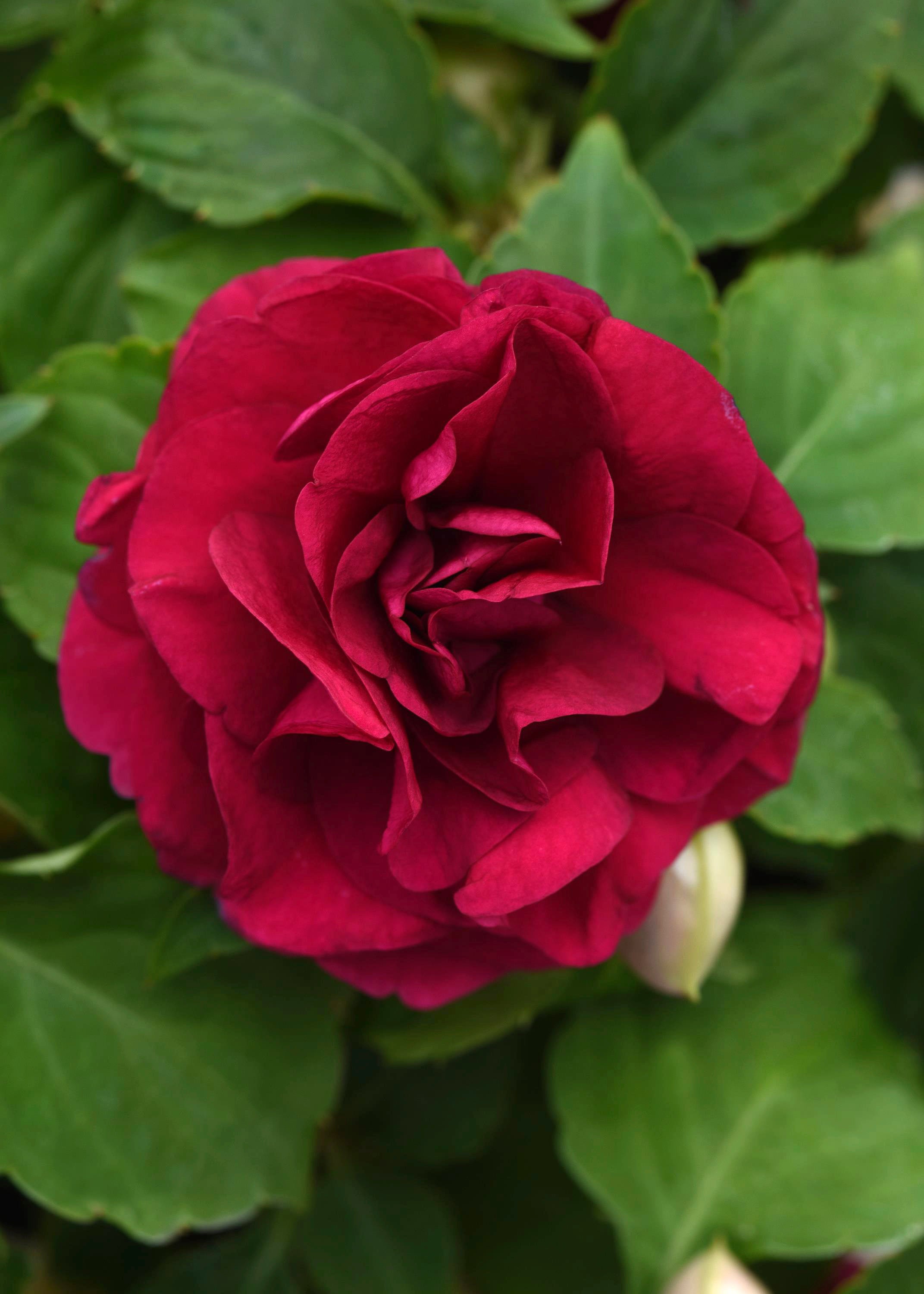 Gardening-New Plants