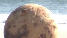 Mysterious 1.5 metre sphere appears on Japanese beach