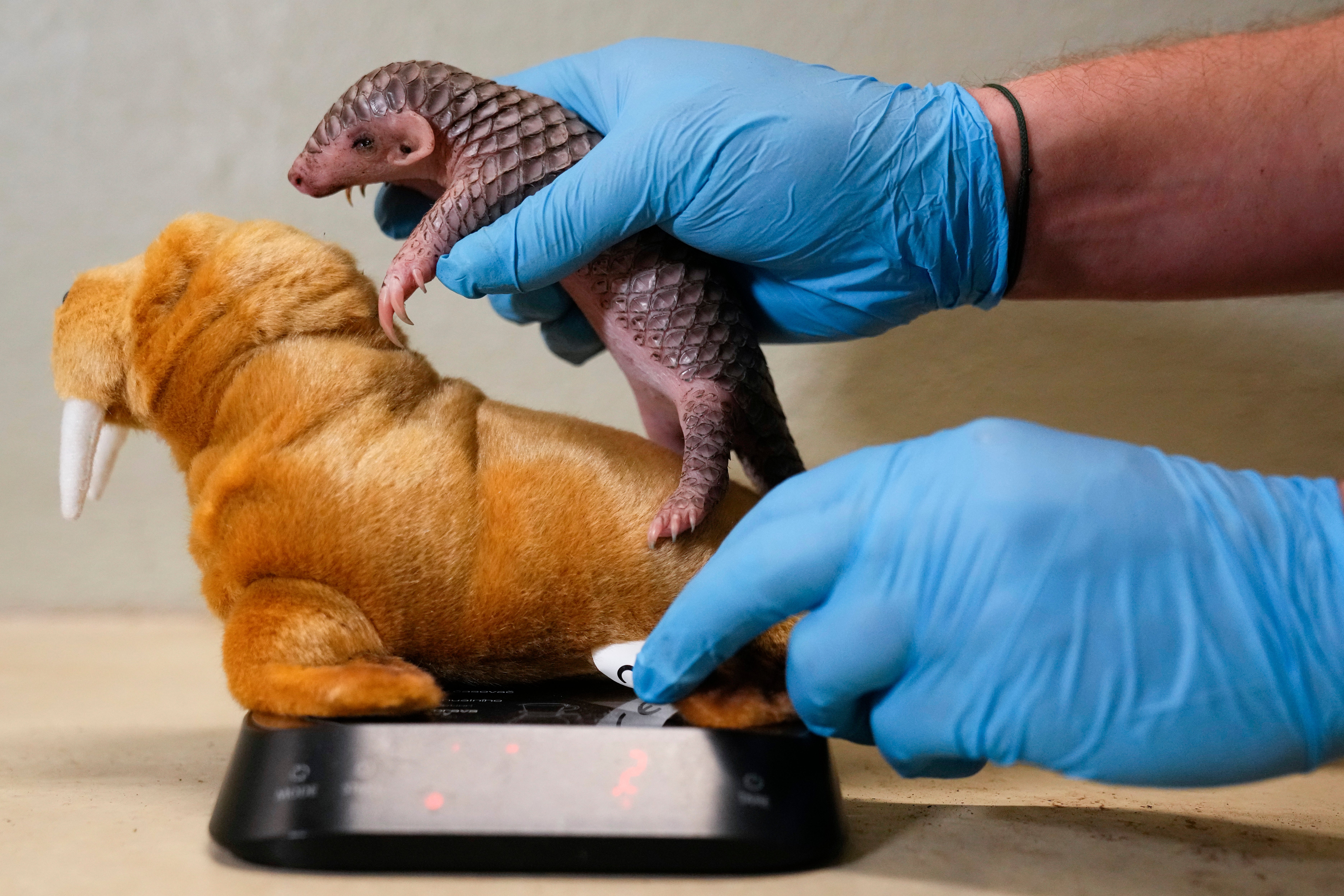 Czech Republic Baby Pangolin