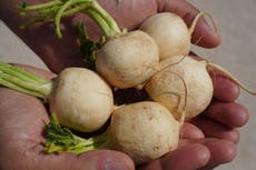 Coffey: Eating turnips could help avoid produce shortages during winter months