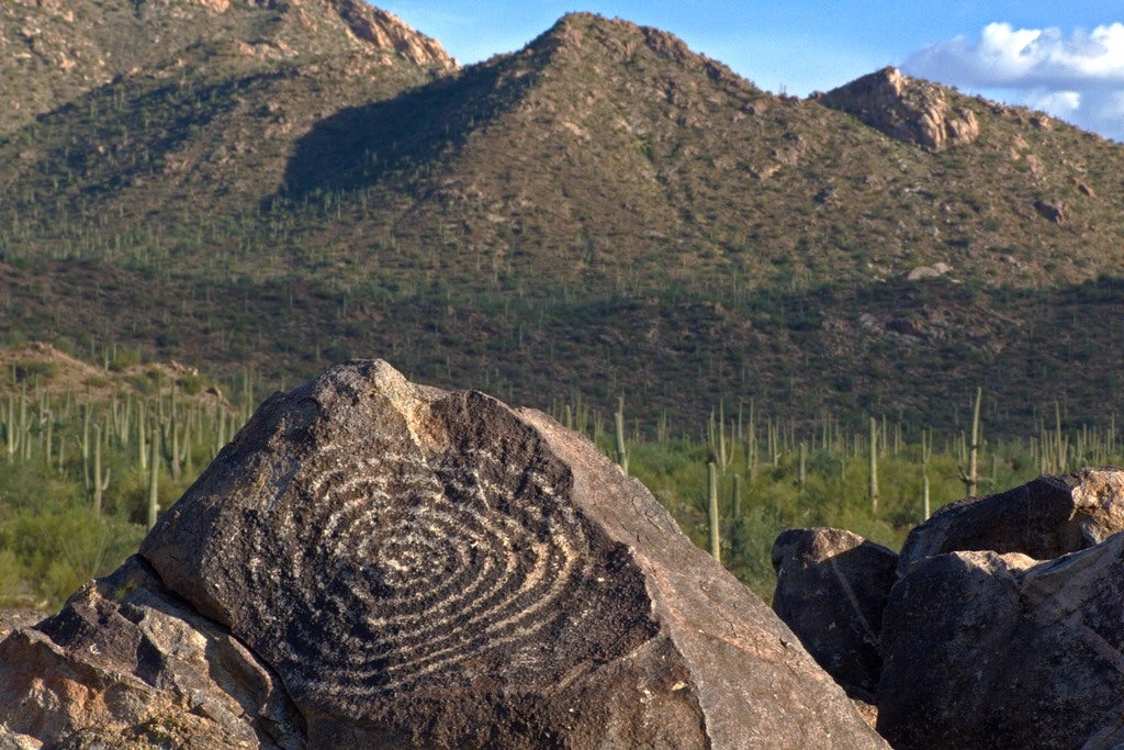 In the Sonoran Desert you can spot bears, tortoises and over 200 species of birds