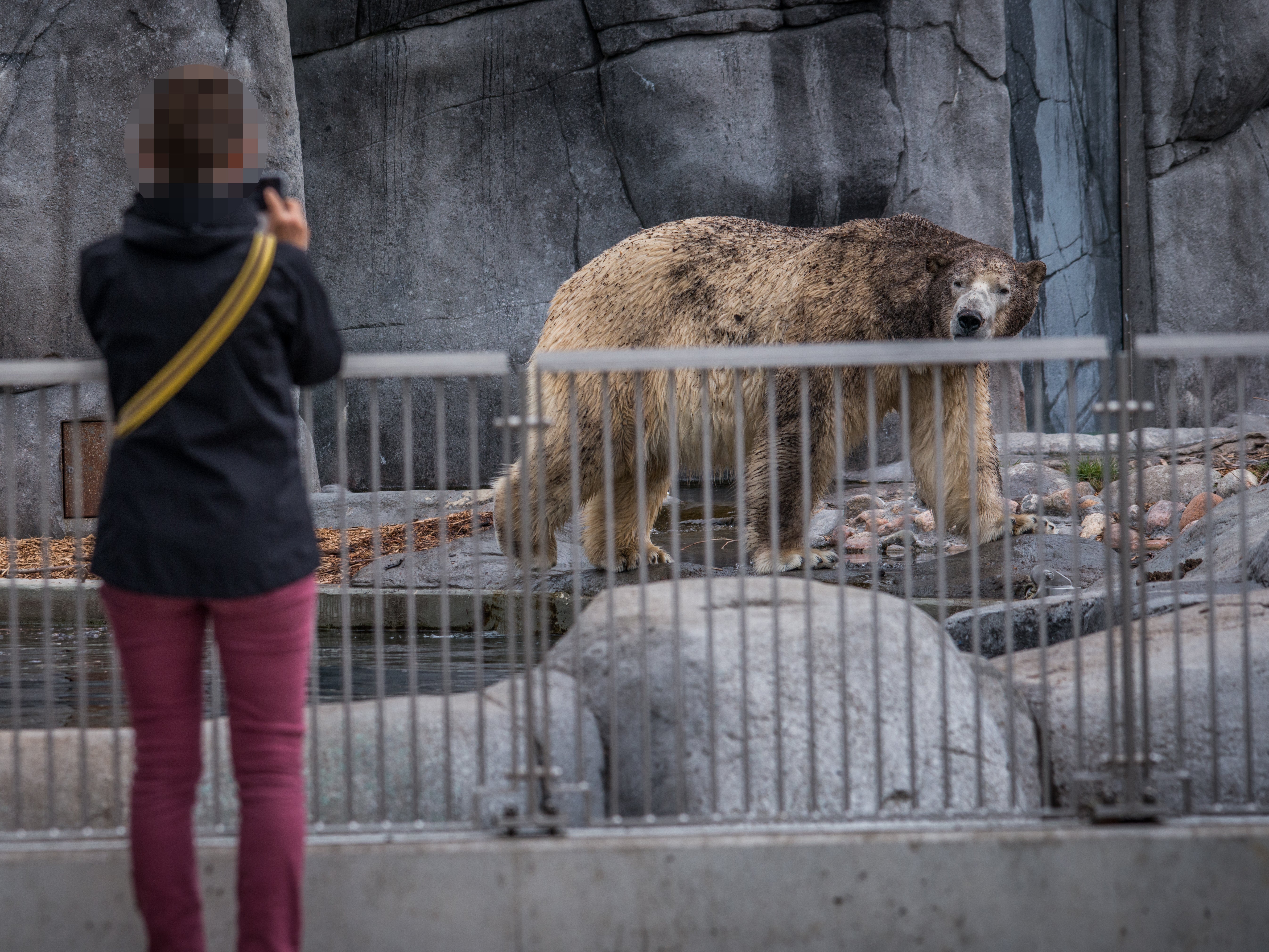 Copenhagen zoo, Denmark