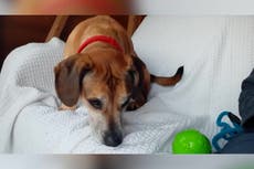 ‘Britain’s loneliest dog’ still looking for a forever home after 500 days in kennels