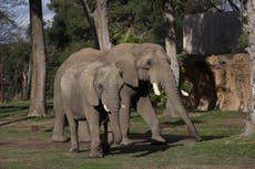 Elephants in US zoos? Without breeding, future is uncertain