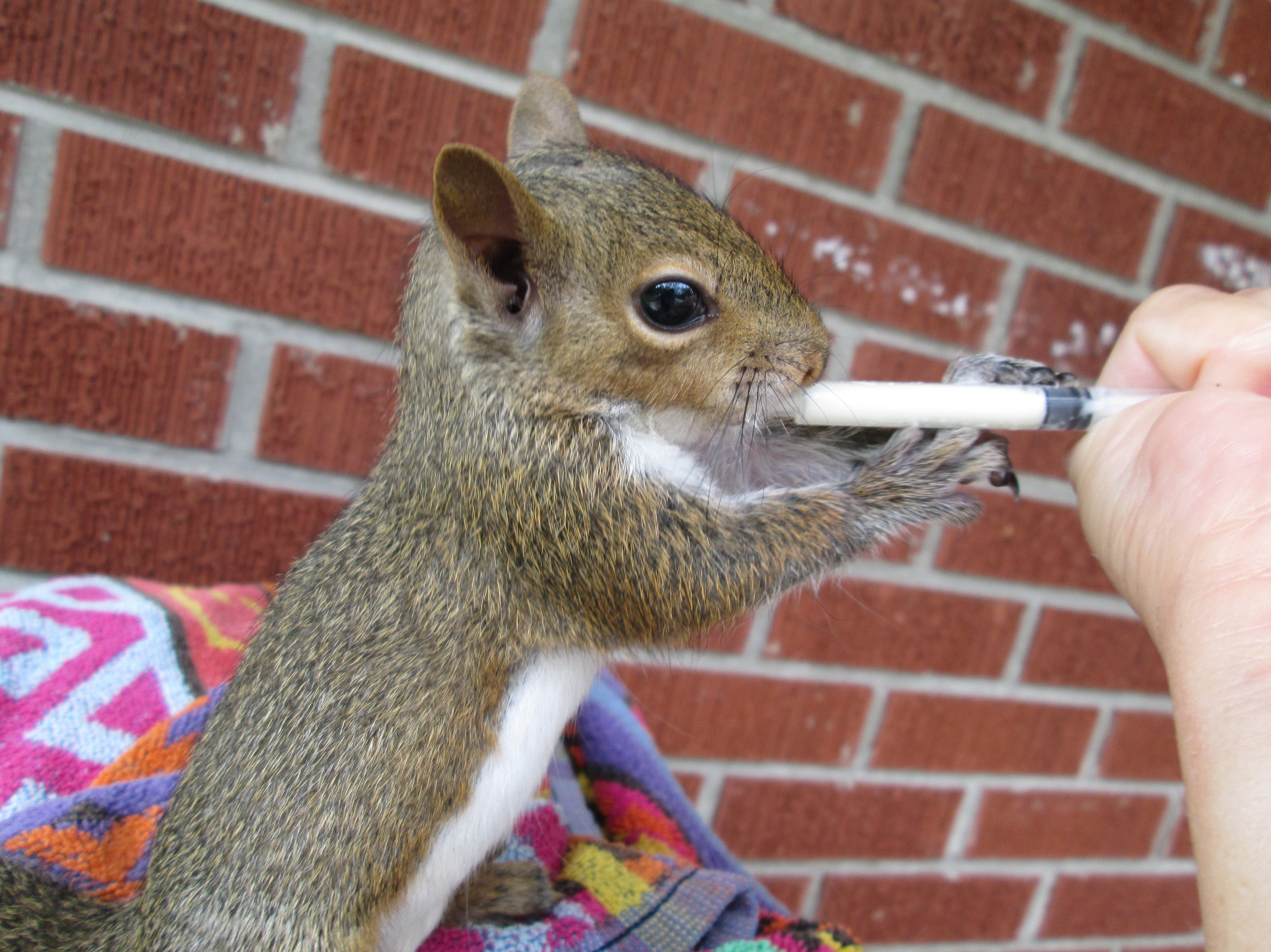 A baby squirrel takes formula from a syringe