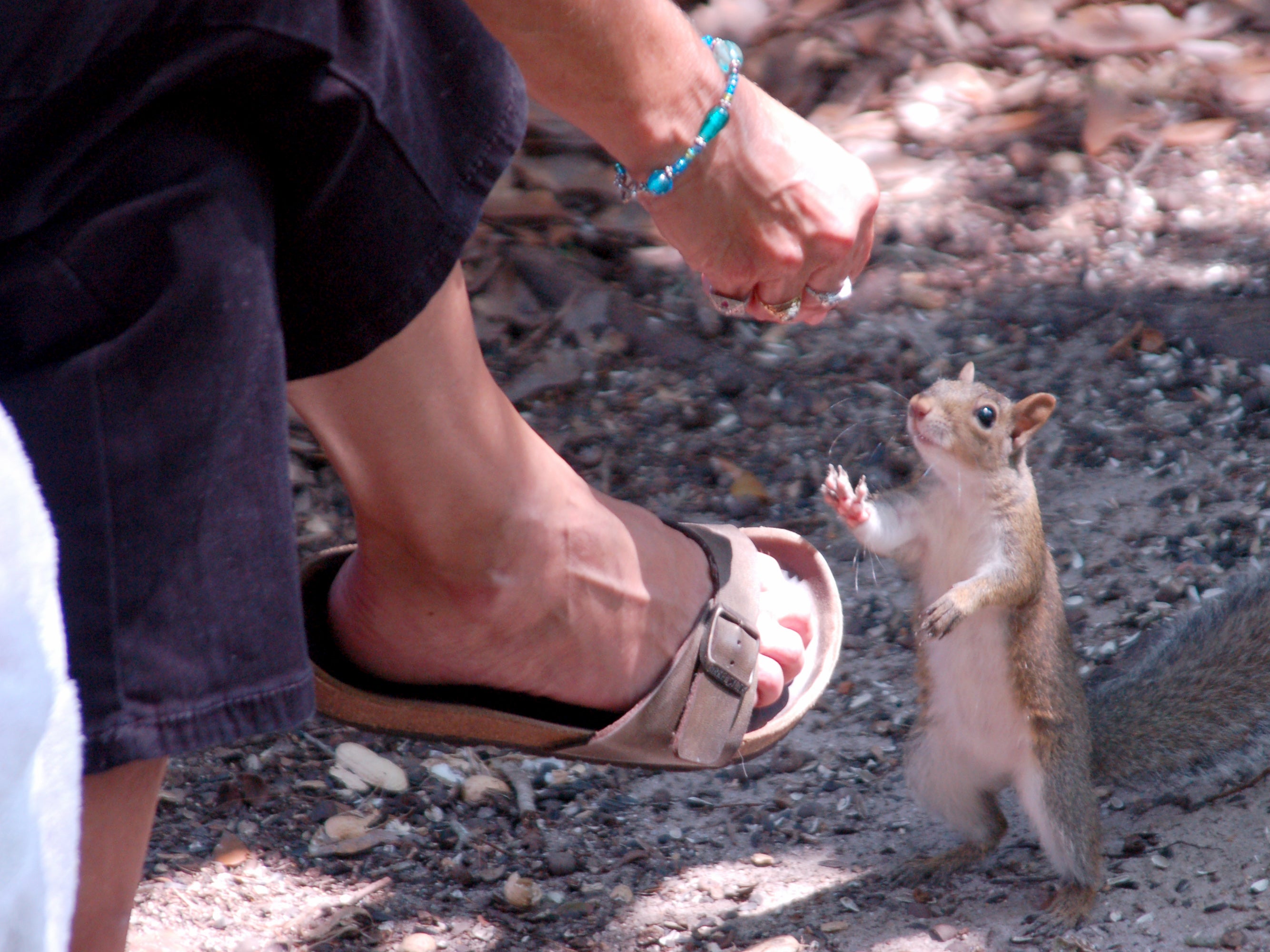 Perry has been volunteering as a wildlife rehabber since 2010, and has rehabilitated more than 70 baby squirrels in her home