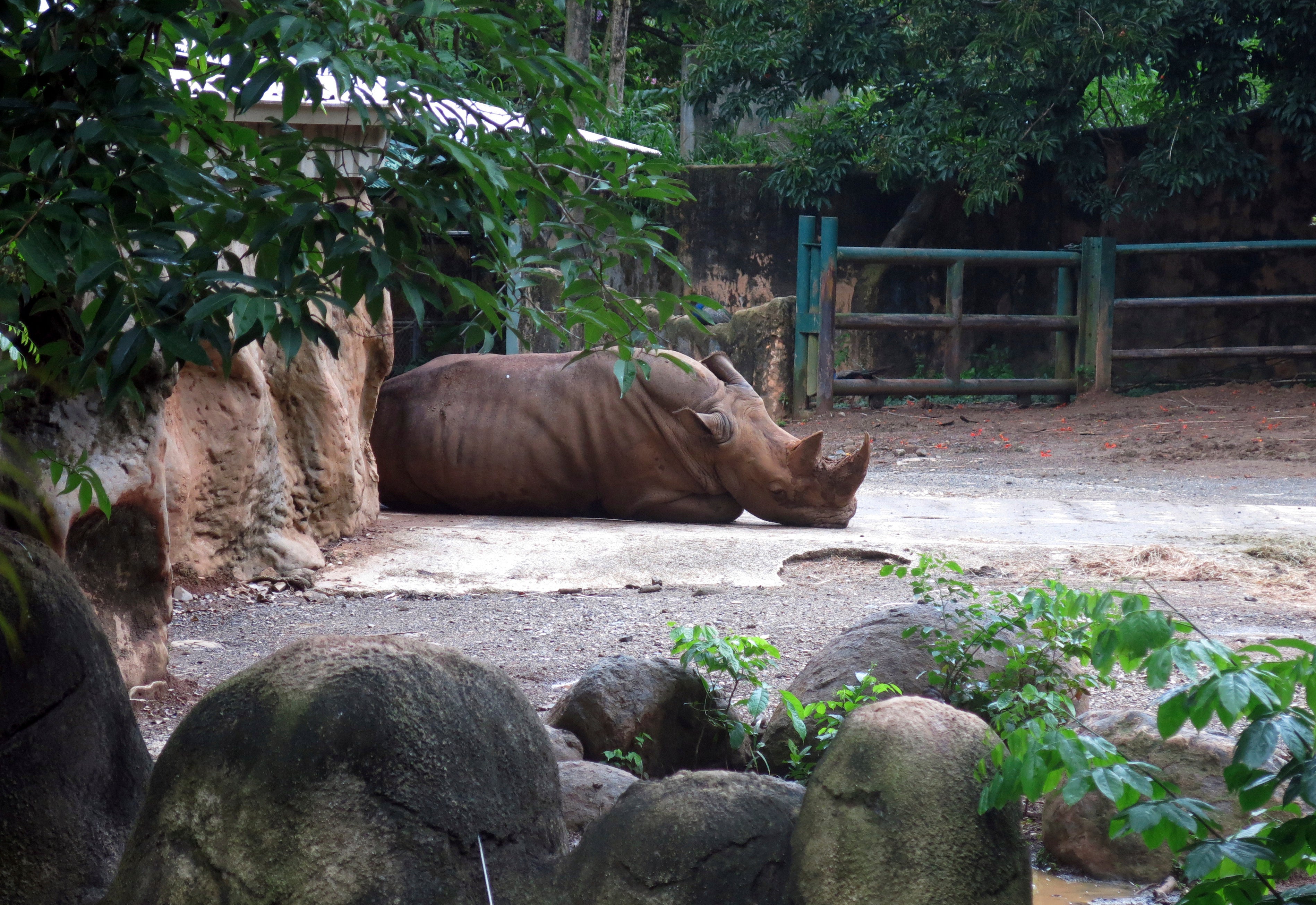 Puerto Rico Zoo Closure