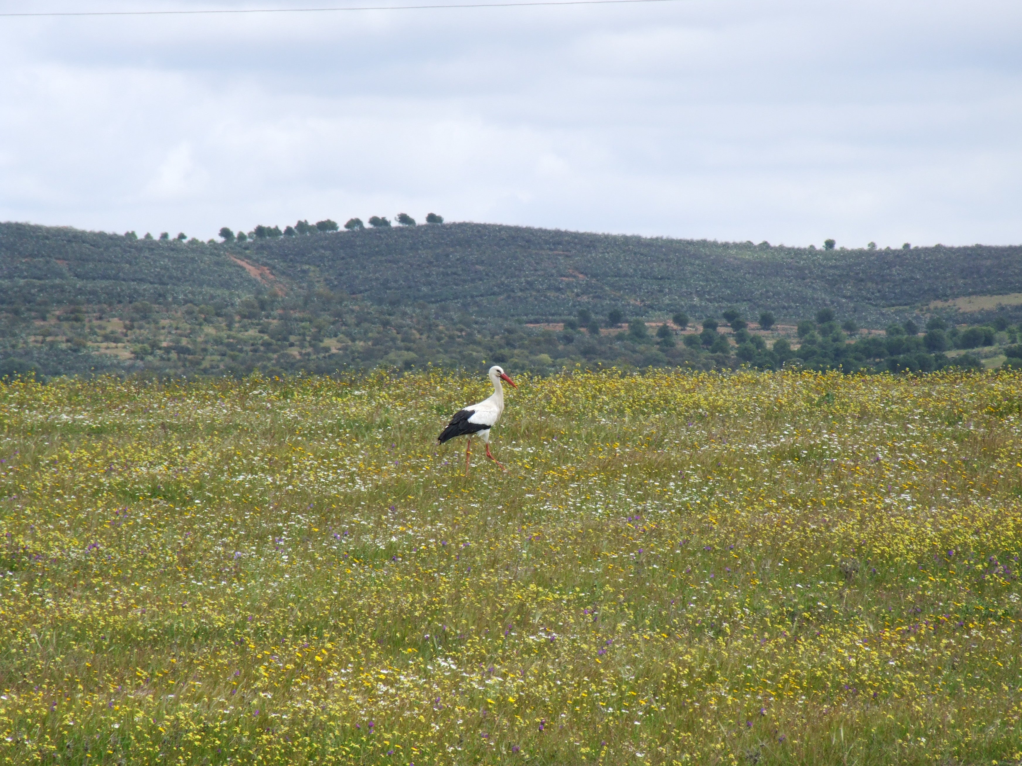 Animal lovers can spot wildlife, such as storks