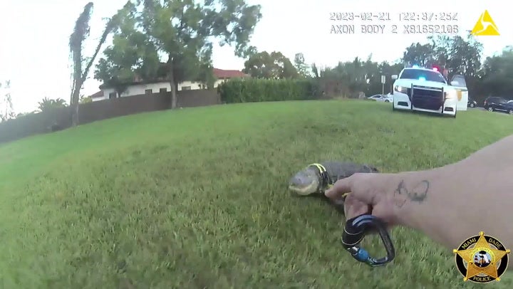 Moment police officer lassos ‘nuisance’ alligator near Florida homes