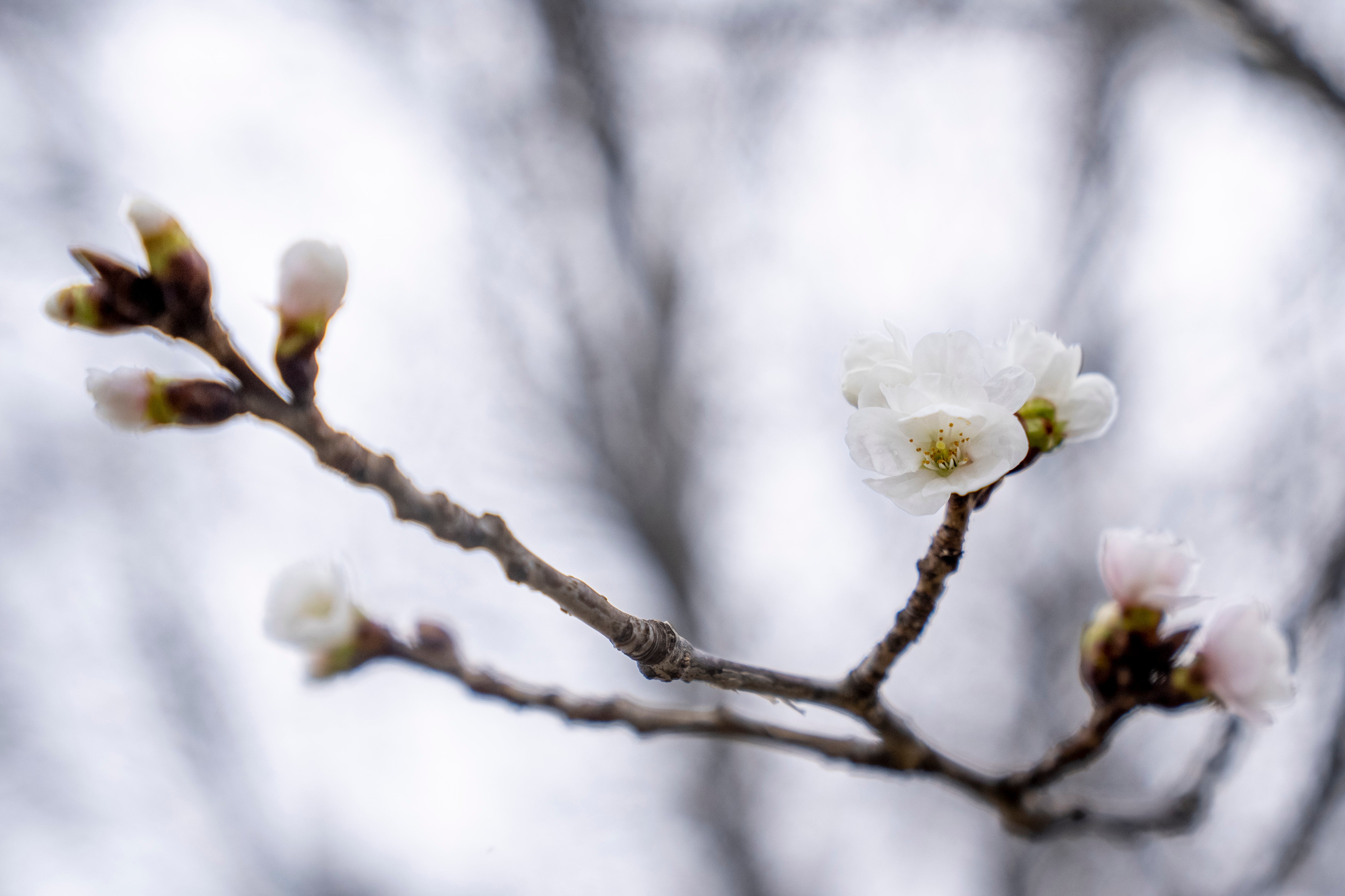 Cherry Blossoms Washington