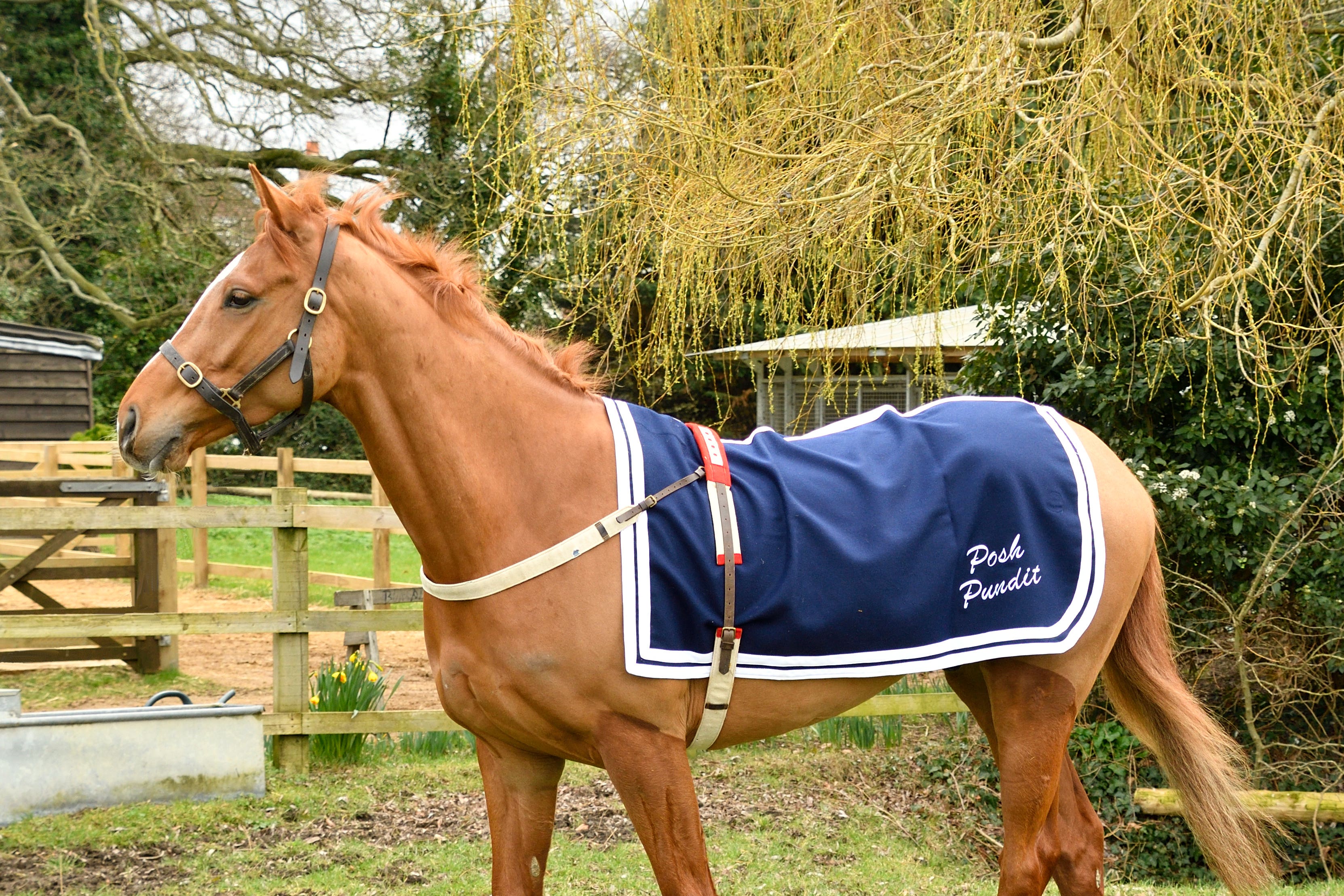 Racehorse Thank You Ma’am, named in honour of the Queen (David Morgan/PA)