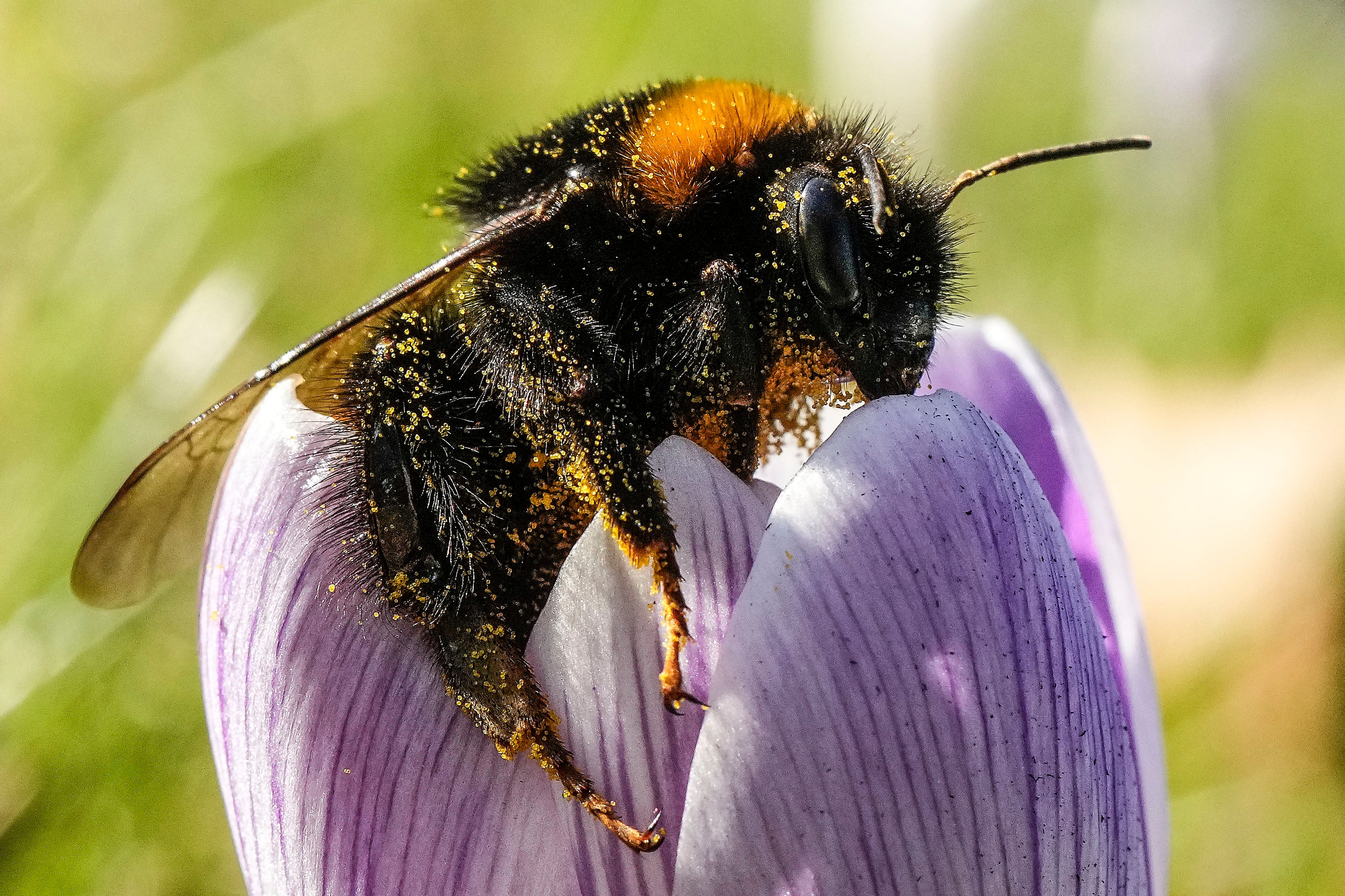 Bumblebees play a vital role in pollinating crops and wildflowers
