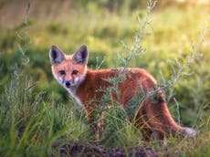 Cruelty towards foxes is endemic to the culture of Britain