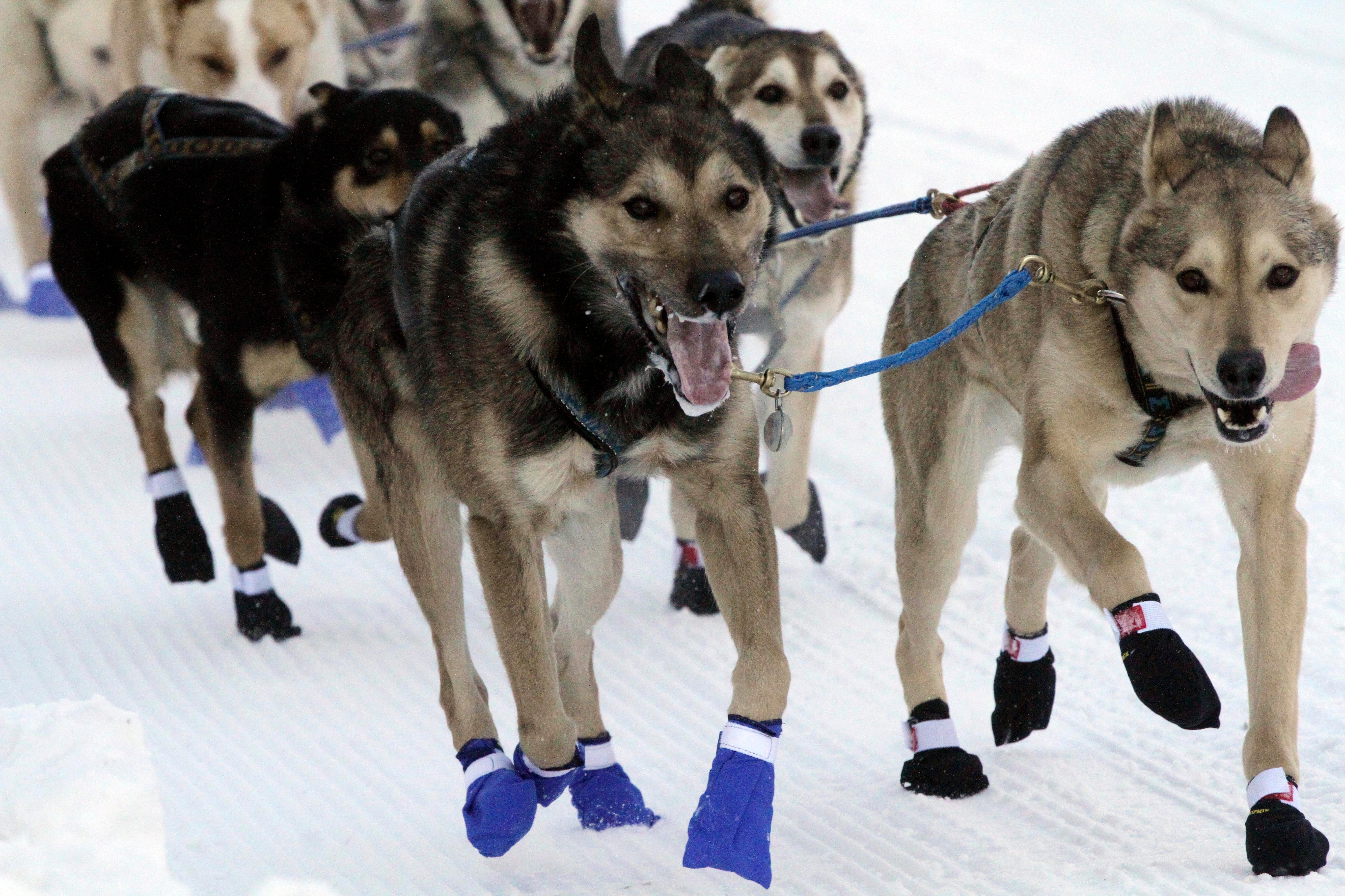 Iditarod-Ceremonial Start