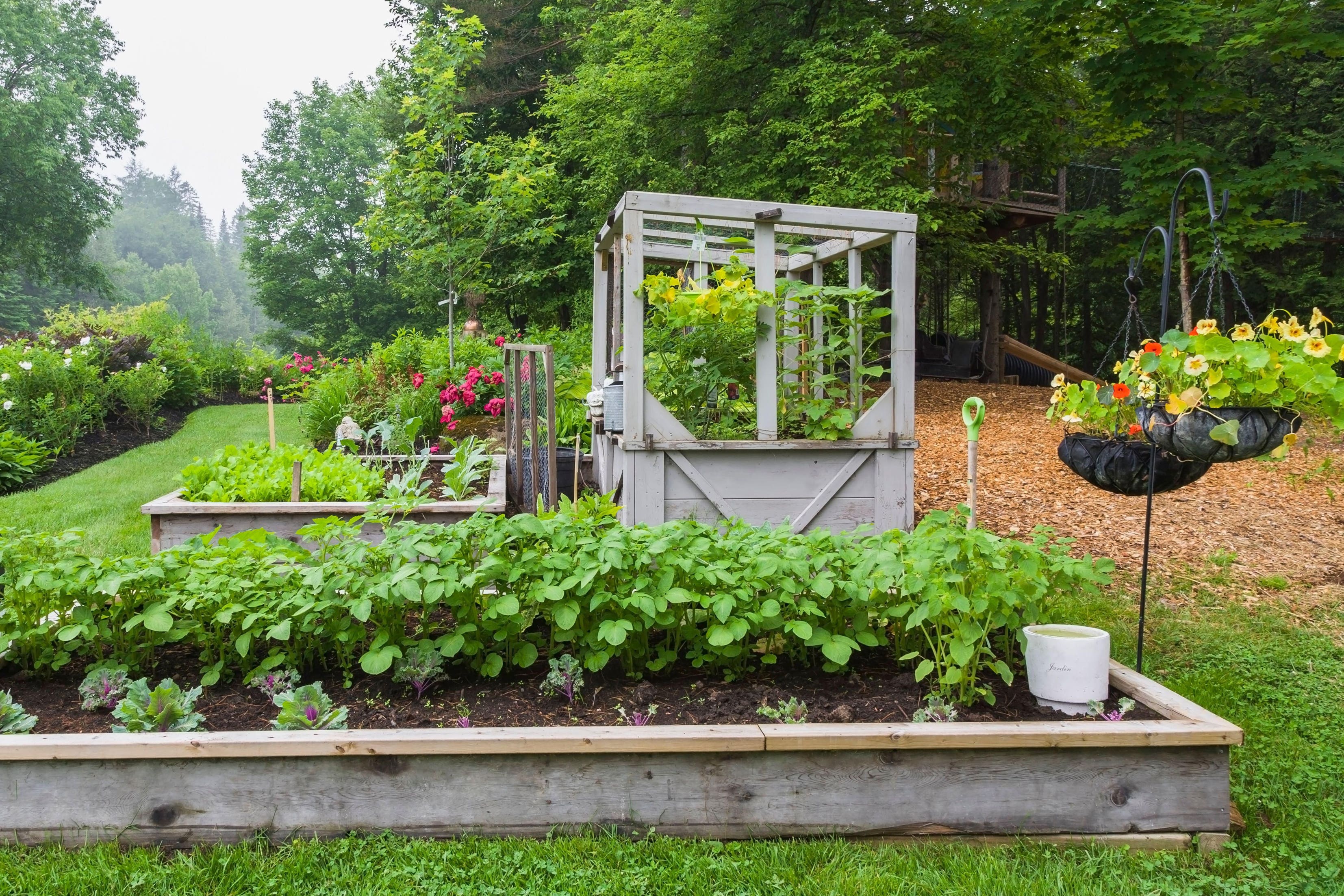 Home-grown produce can be both delicious and cost-effective (Alamy/PA)