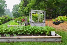 Save money by planting your own summer salad box