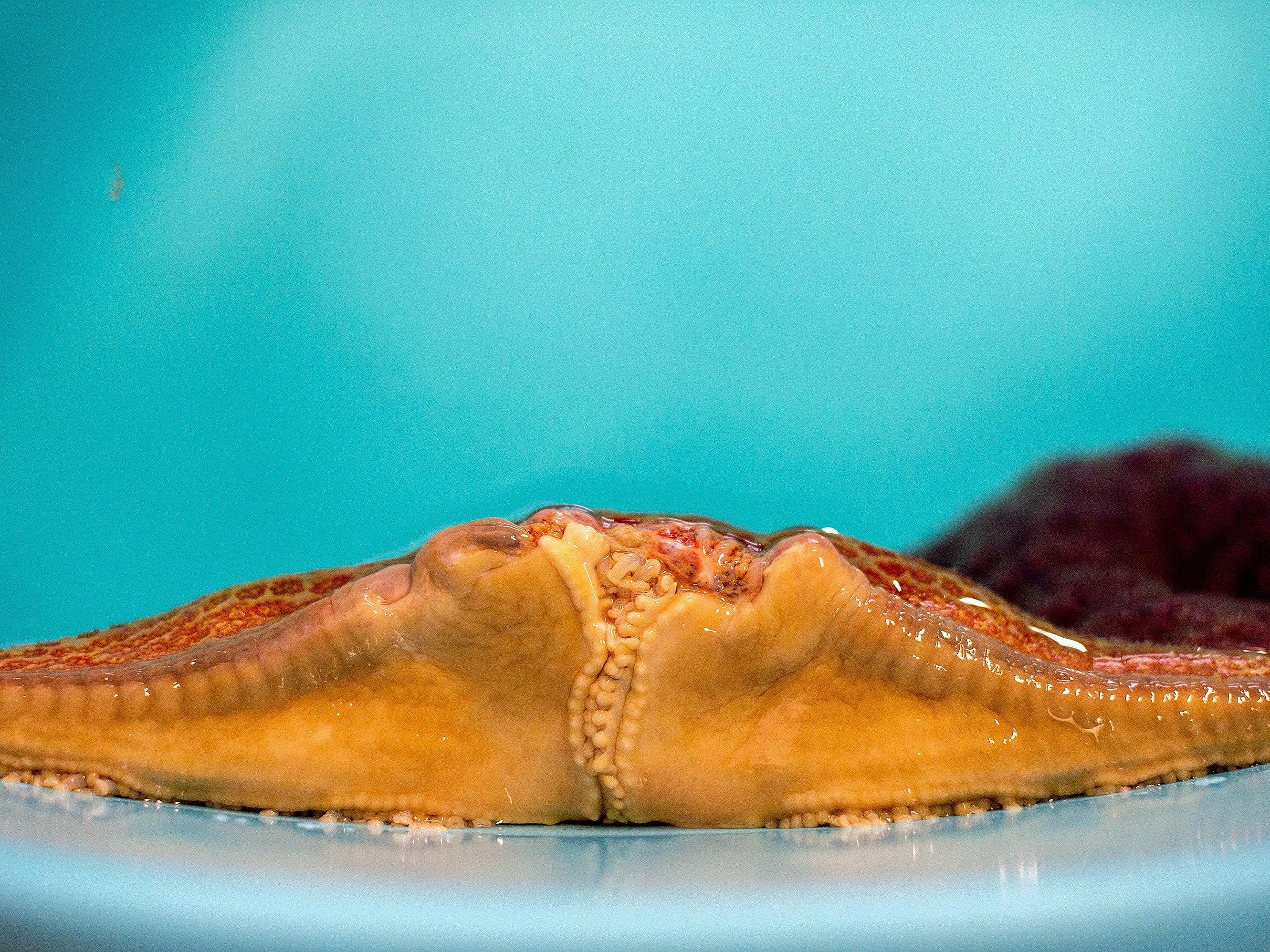 Sea stars in the rehabilitation tank at the Oregon Coast Aquarium