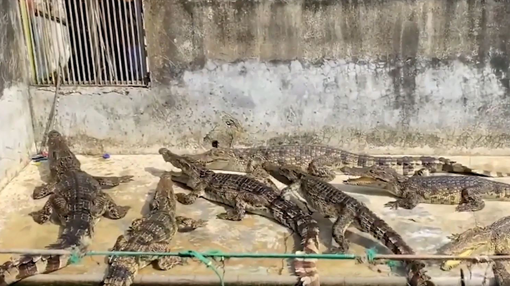Hundreds of hungry crocodiles eat each other after farm owner died