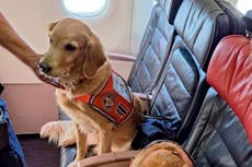 ‘Hero’ dogs who helped with Turkey earthquake rescues get first class seats on flight home