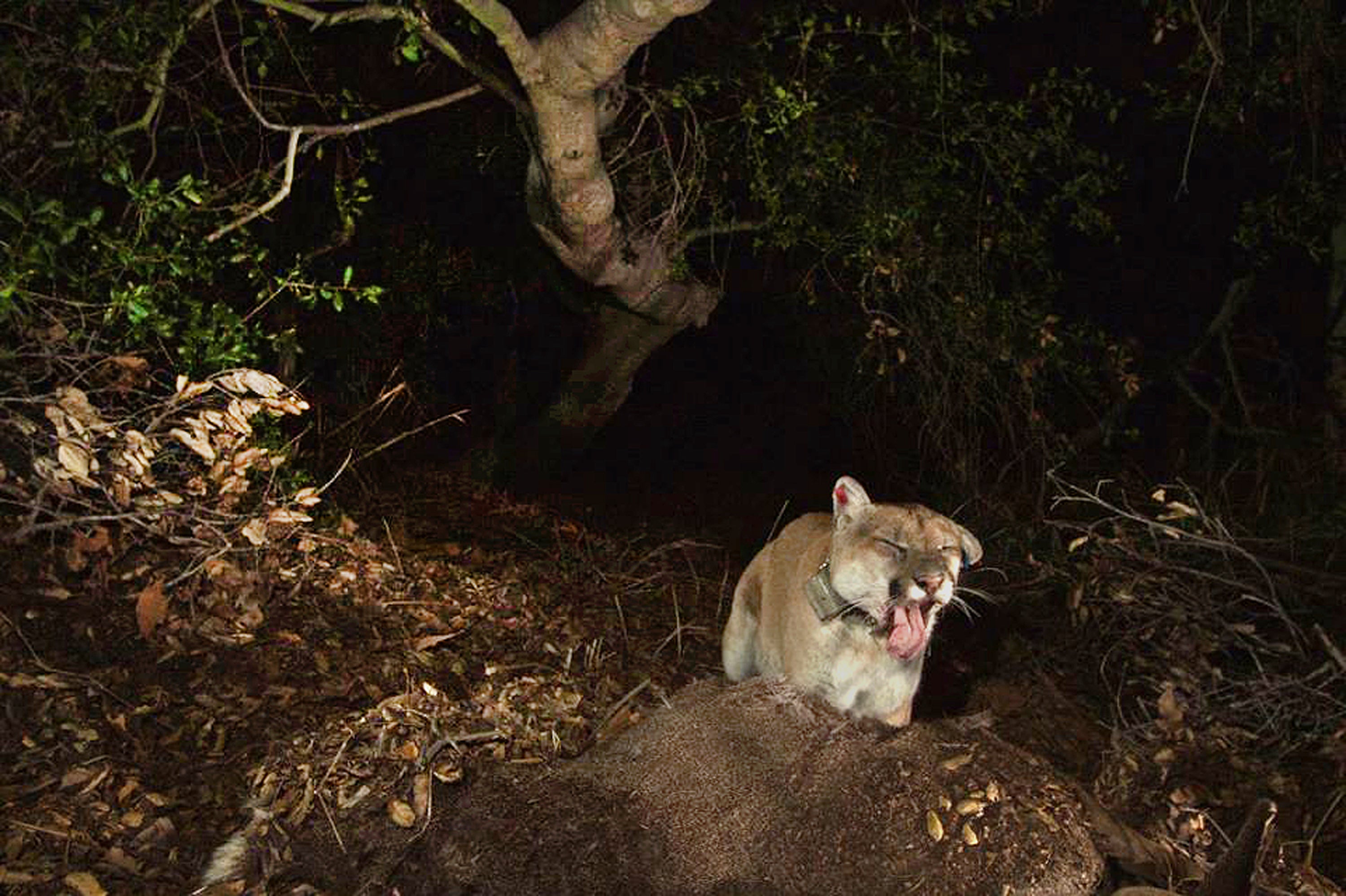 California Famed Mountain Lion