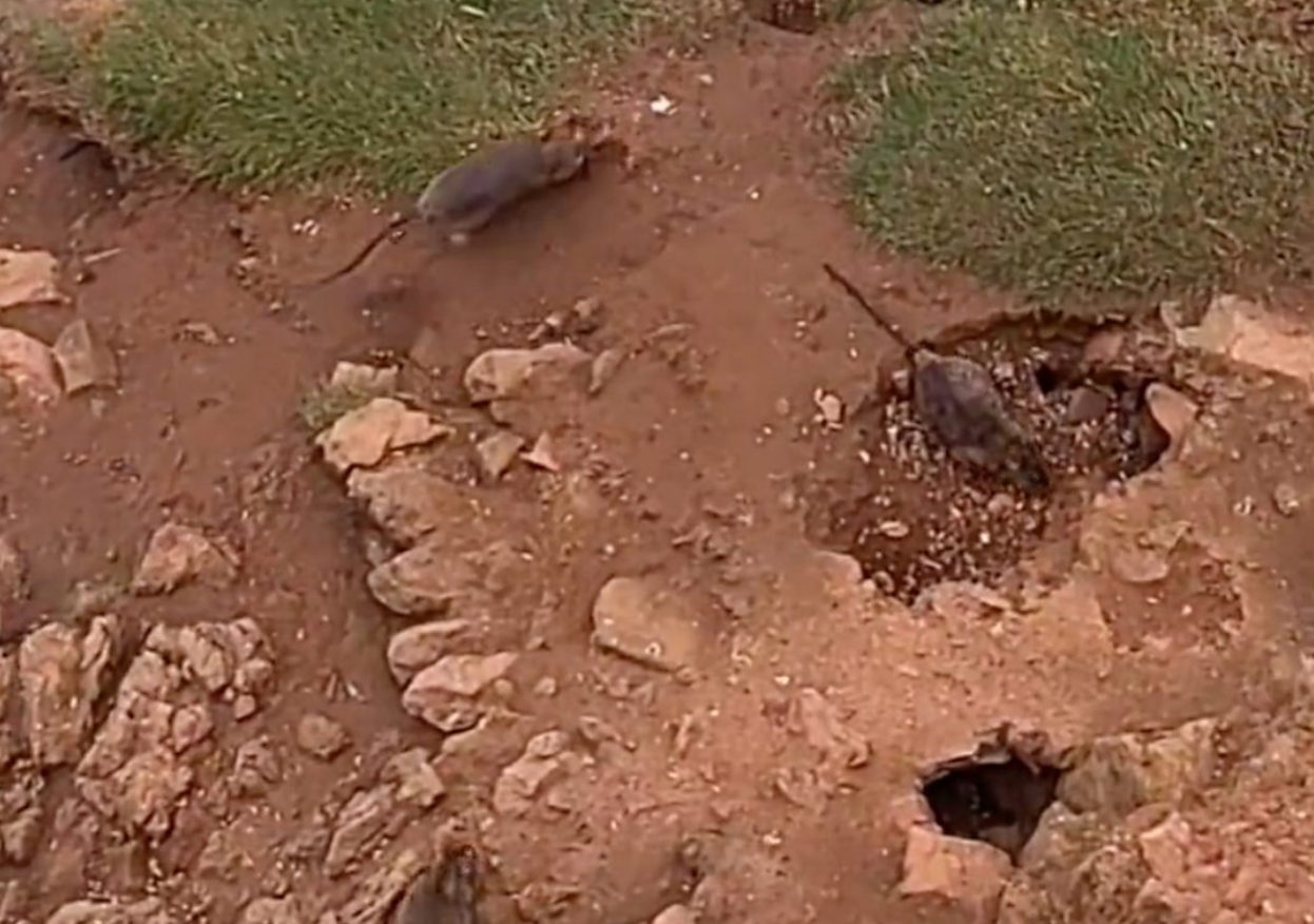 Rats on Castle Beach in Tenby