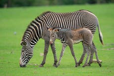 Zoo’s zebras, giraffes and antelopes to get diet boost with new grass meadows