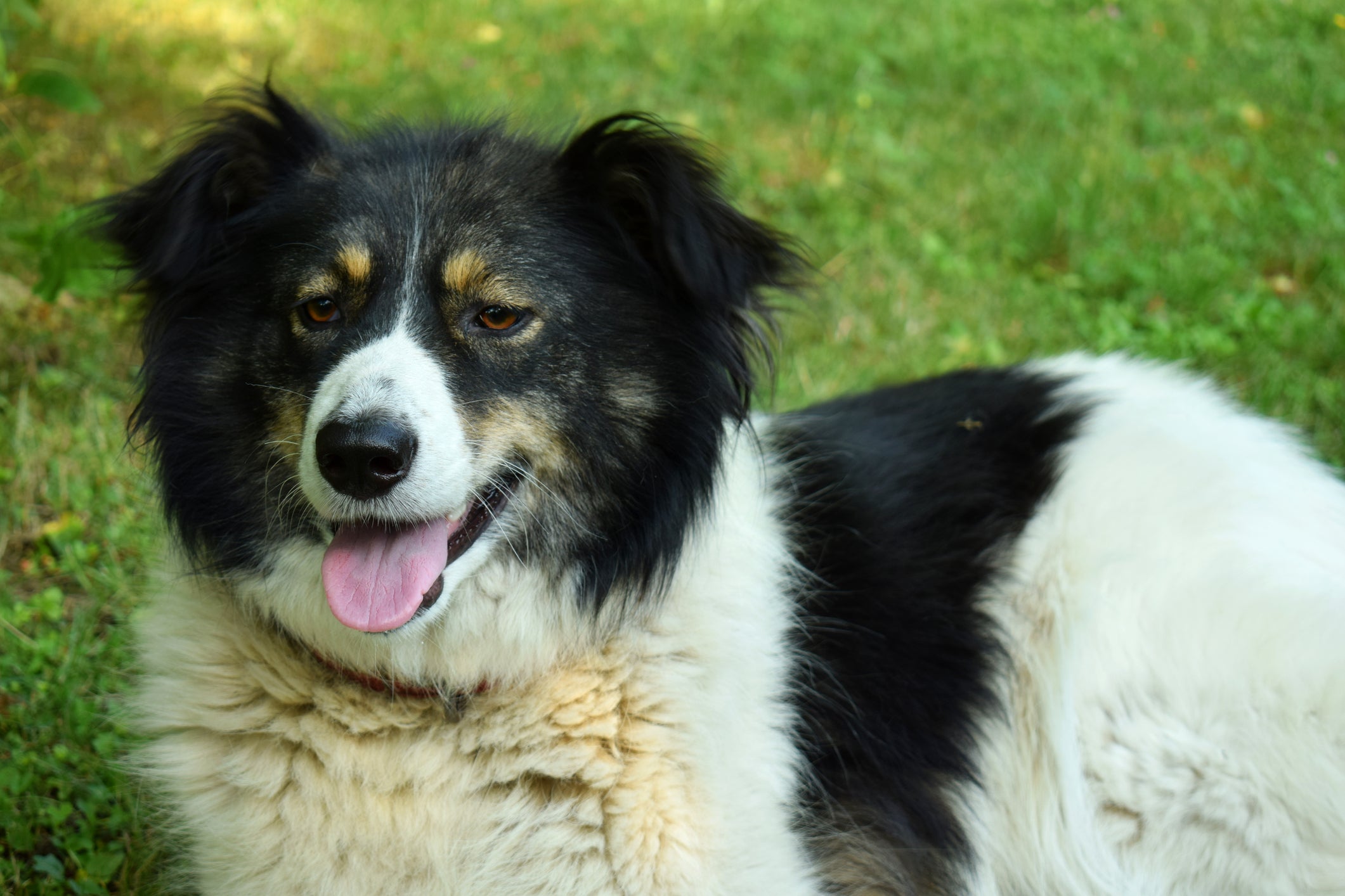 Shroom, a Carpathian shepherd dog, faces being put down