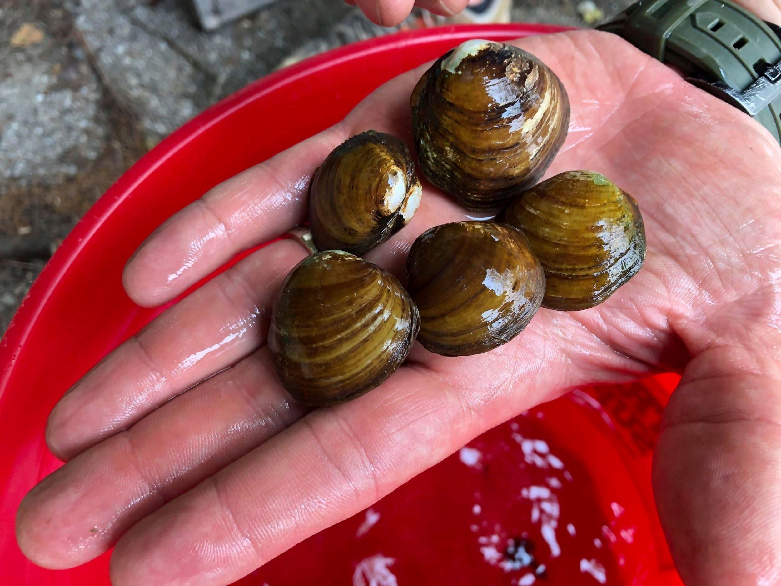 Mussels Threatened