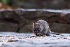 Rats can carry Covid, new study reveals