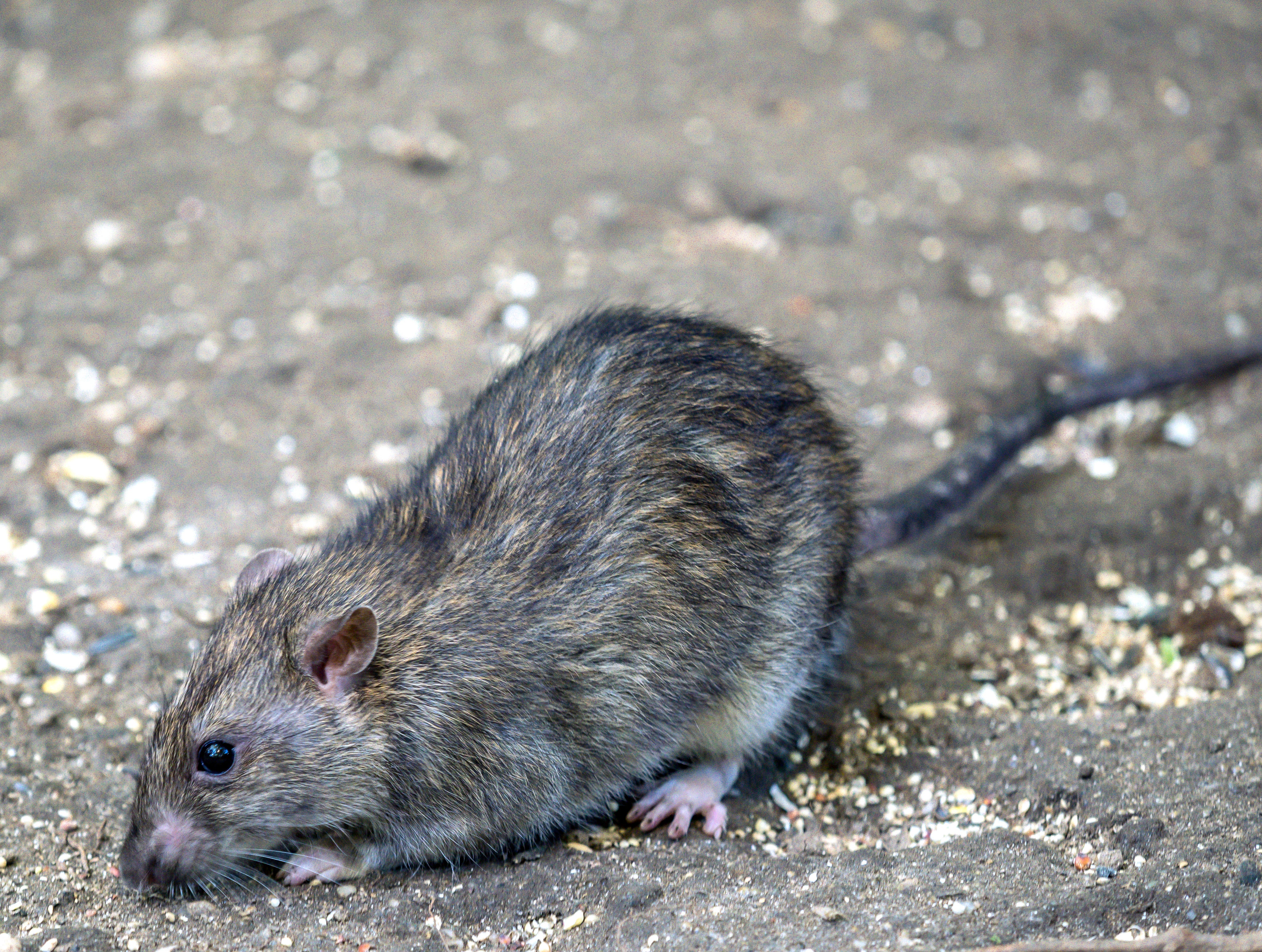 Rats are able to carry the Covid-19 virus, the study found