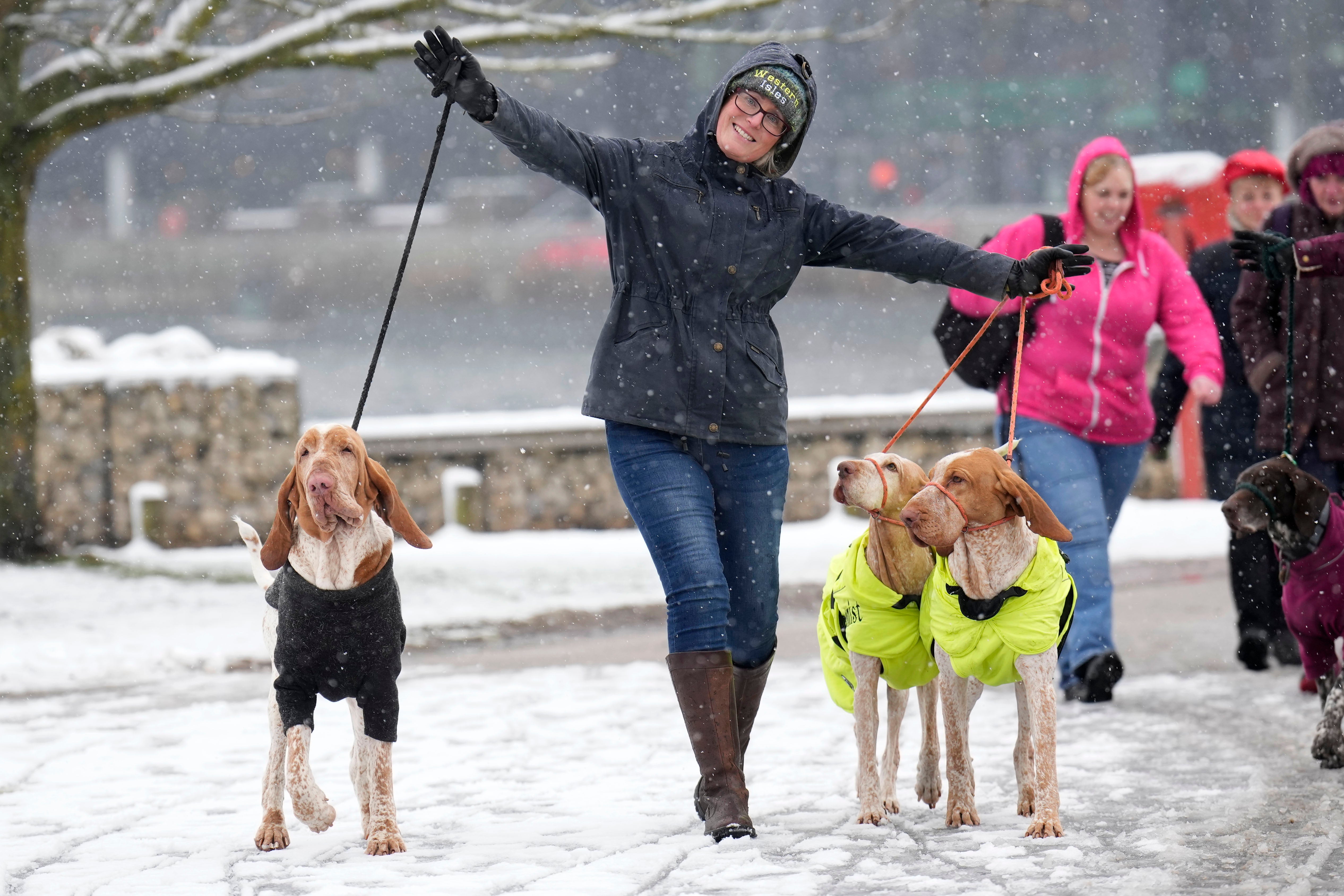 Dogs and their owner arrive in snowy weather at Crufts 2023 at NEC Arena on March 9, 2023 in Birmingham