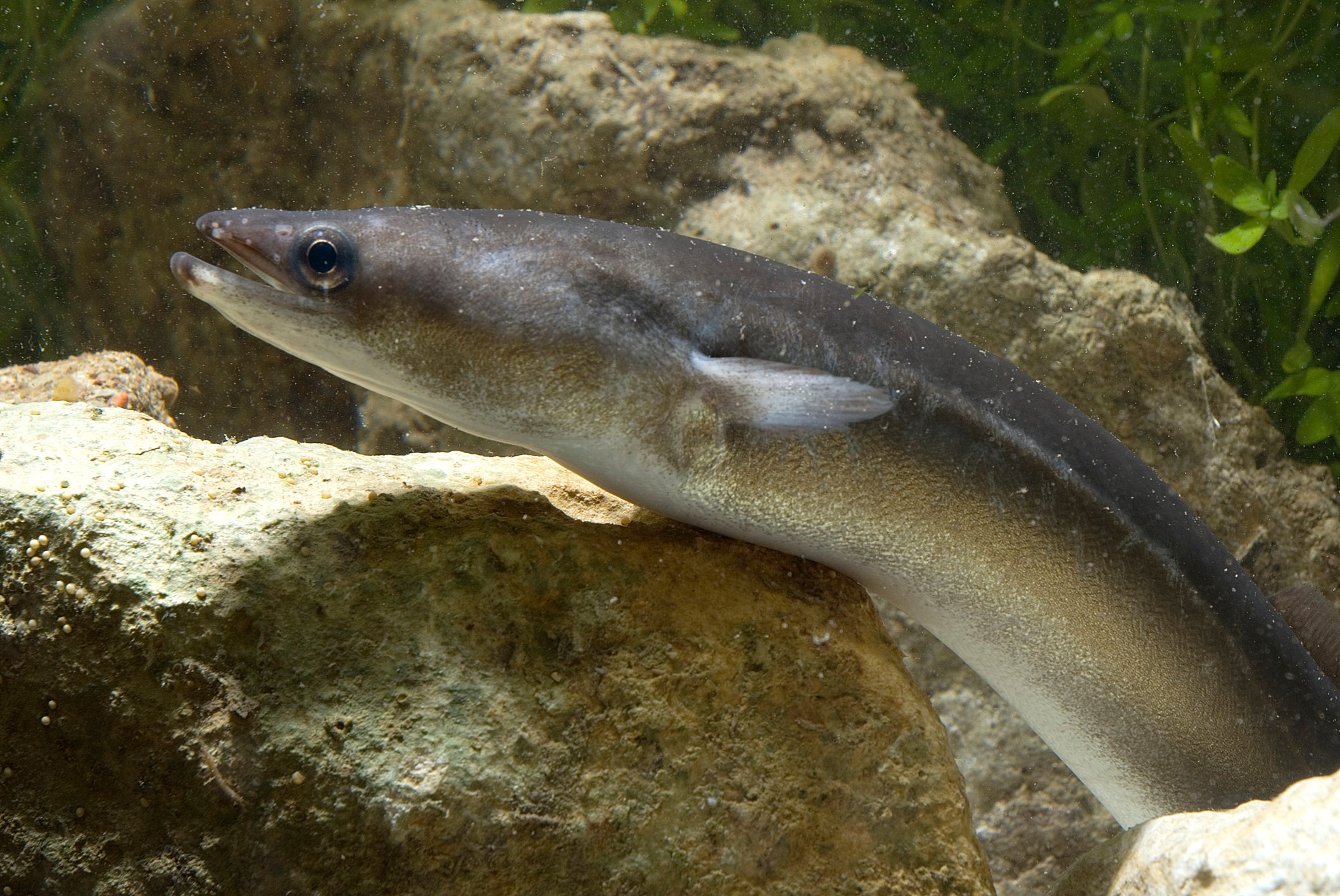 Tests were carried out on eels