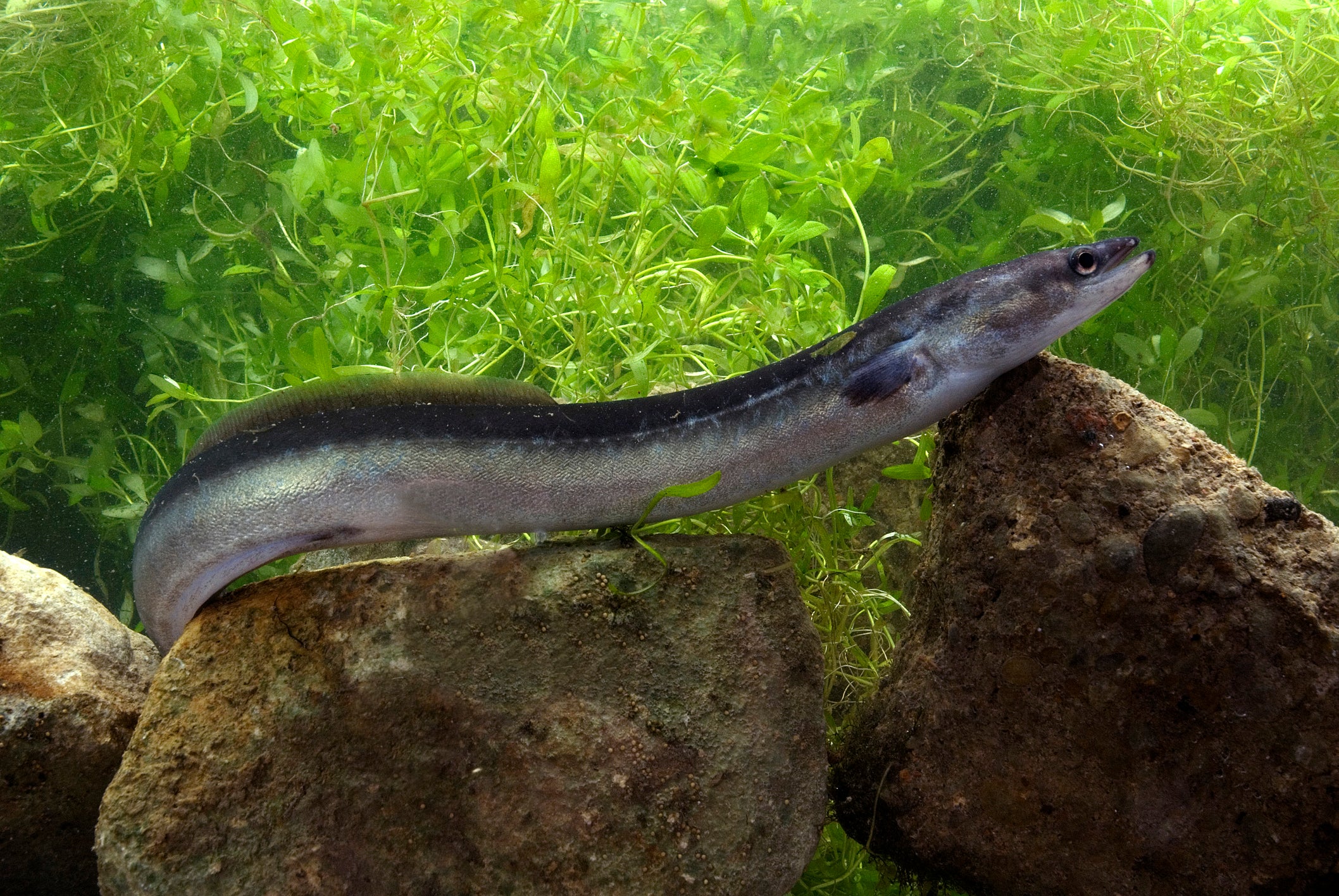 Millions of eel are born in Europe but the species are still under threat