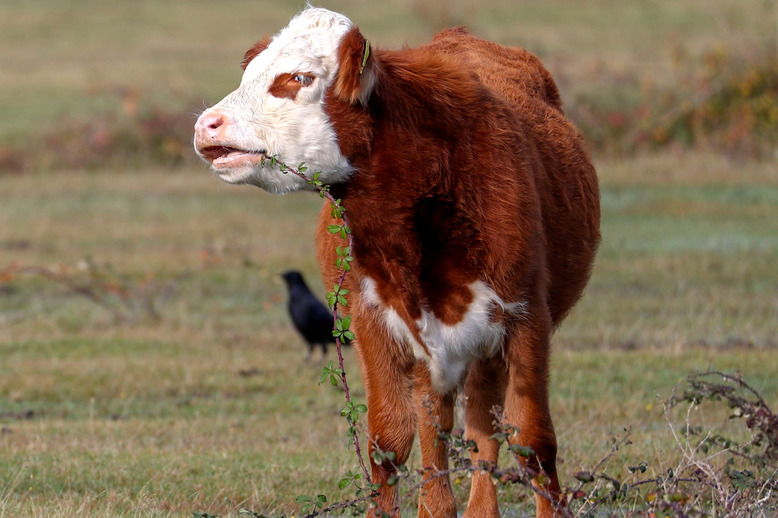 A major investigation is under way into South American and European beef being fraudulently sold as British (Steve Parsons/PA)