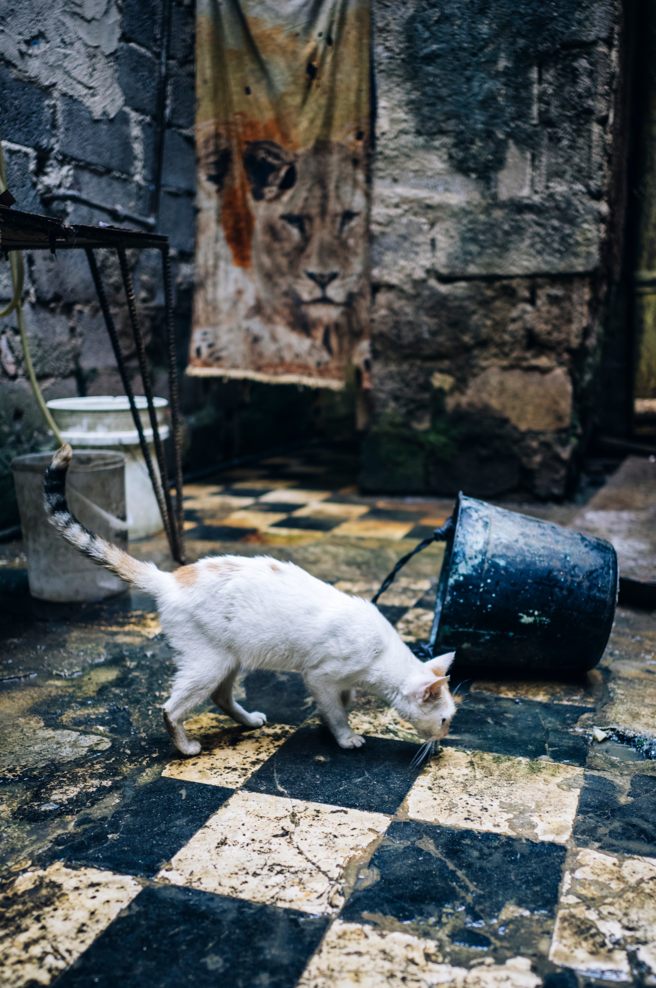 A cat in an abandoned building in Centro Habana