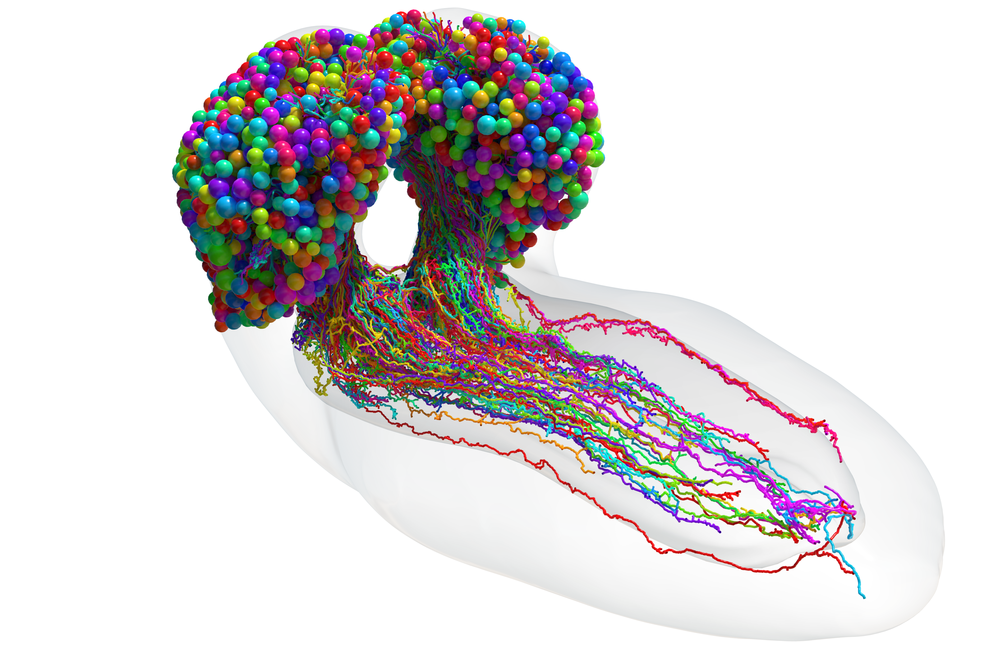 Scientists have completed the first map of an insect’s brain (MRC LMB/PA)